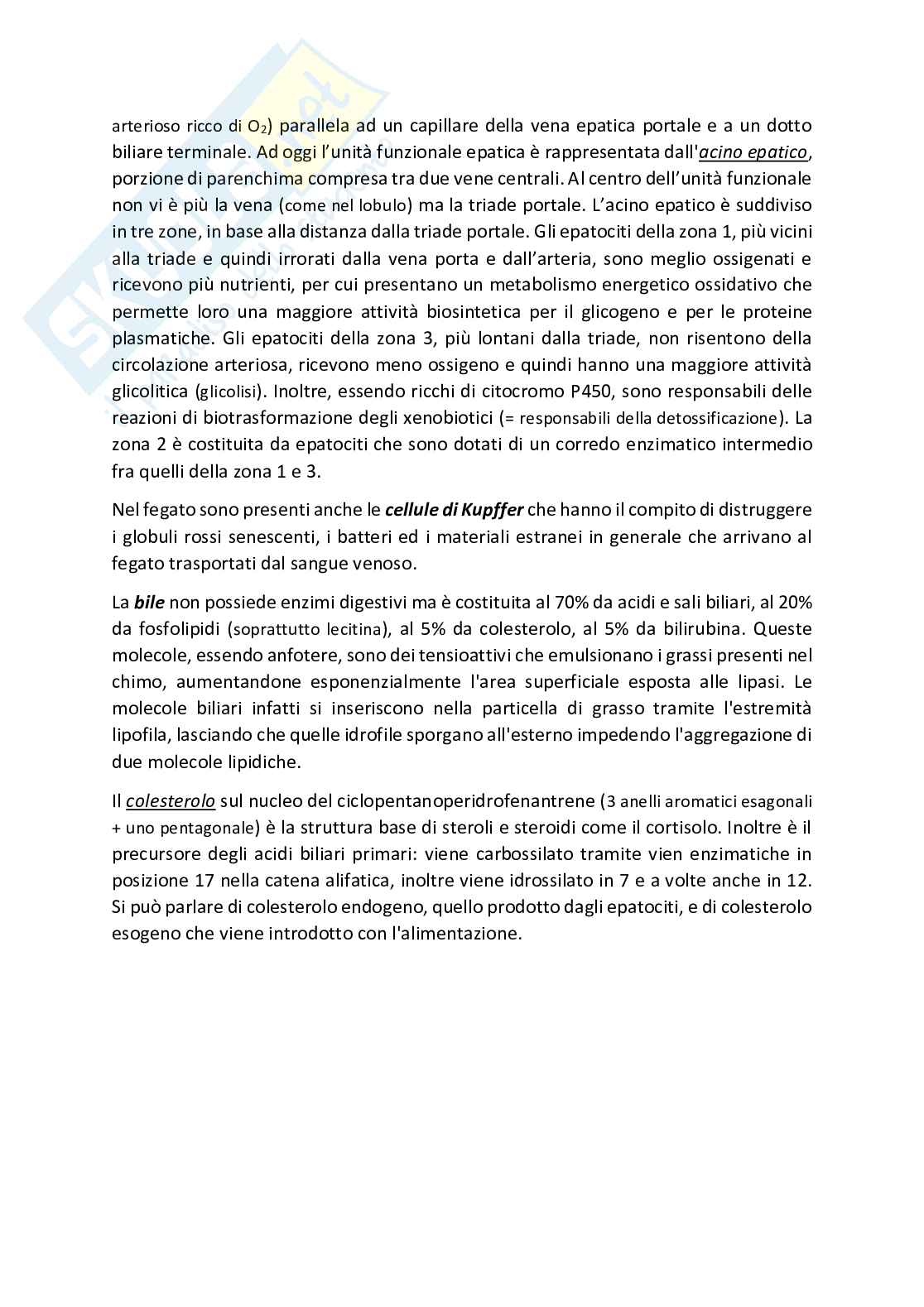 Apparato digerente Pag. 31