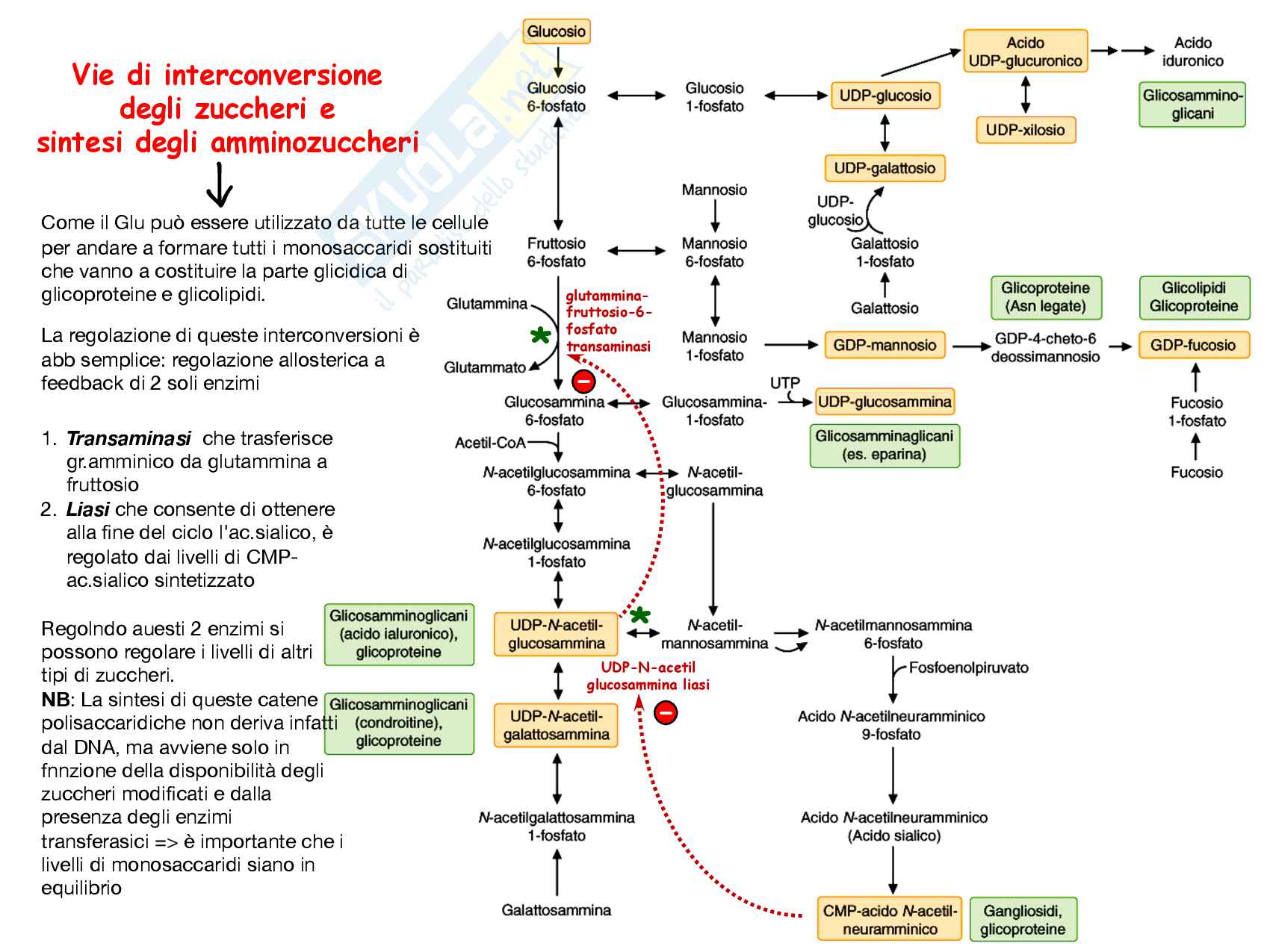 7 Altri destini metabolici del glucosio, sintesi di Fruttosio, Galattosio, lattosio, acido glucuronico e aminoderivati Pag. 11