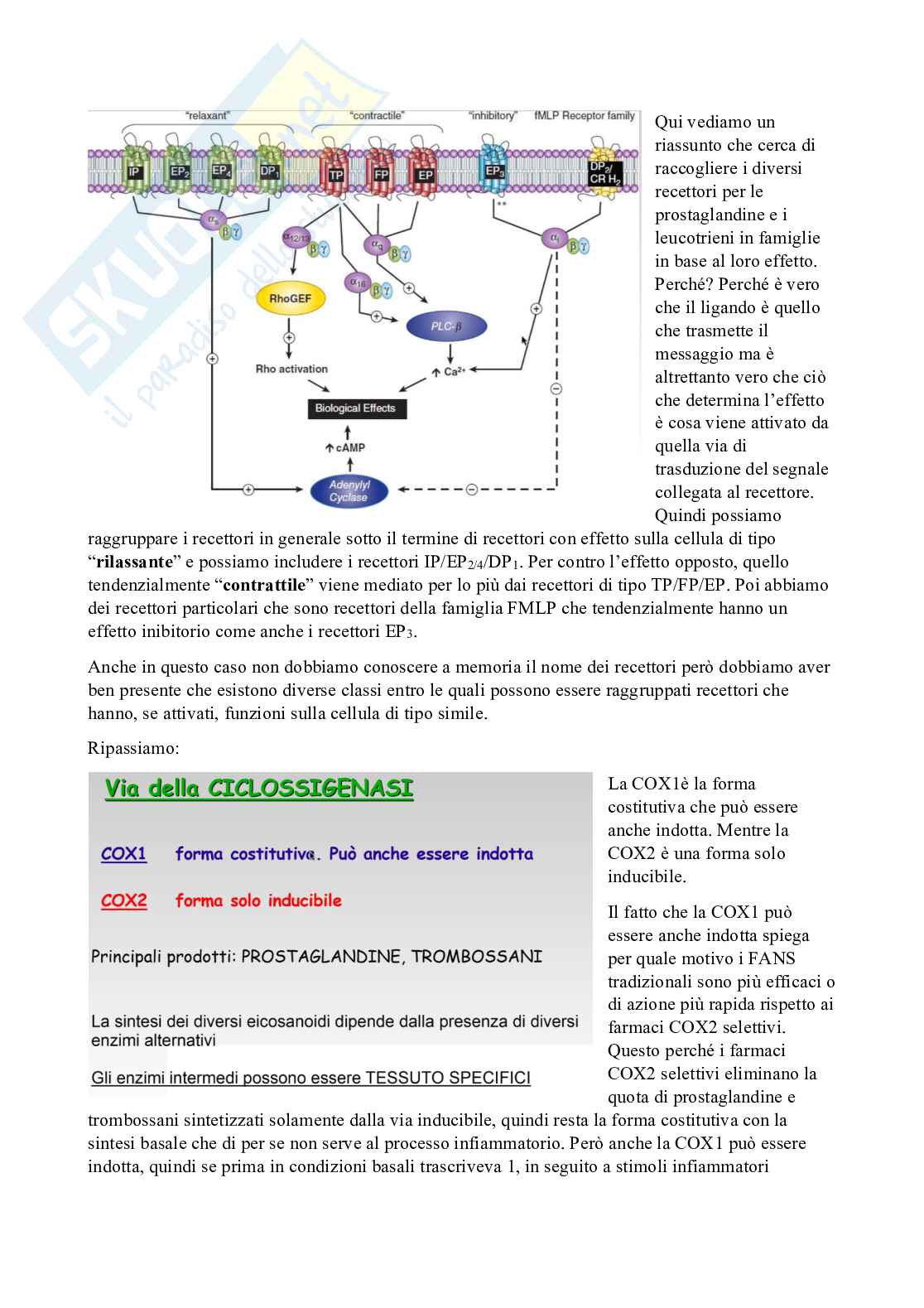Patologia generale e fondamenti di fisiopatologia - parte 2 Pag. 36