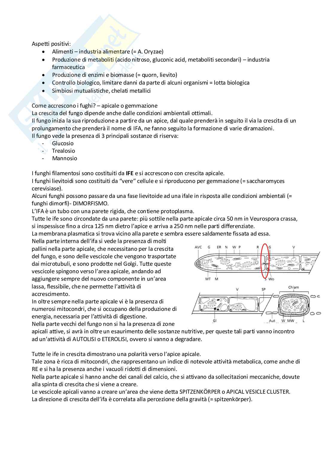 Micologia - Appunti completi Pag. 2