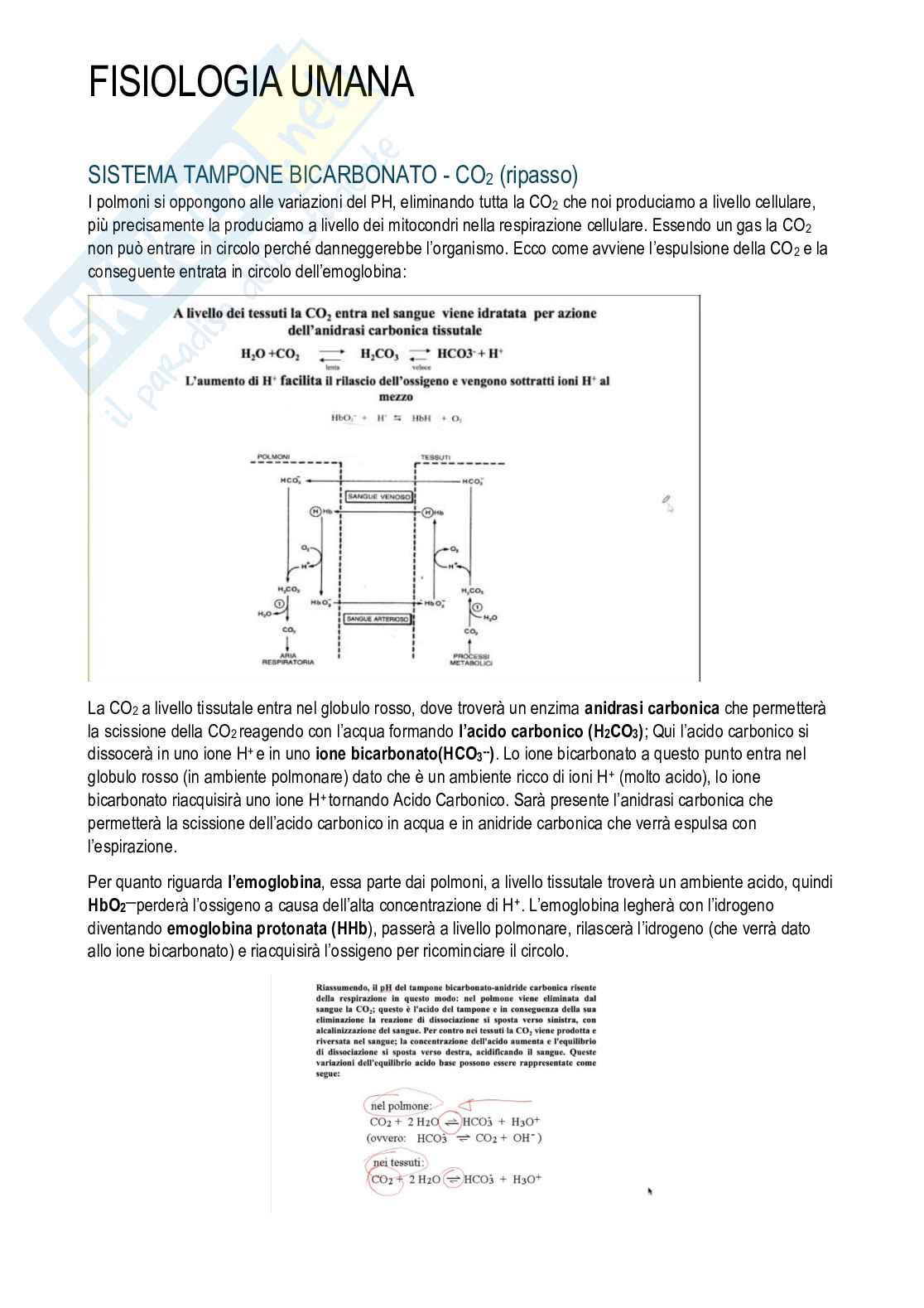Fisiologia umana Pag. 41