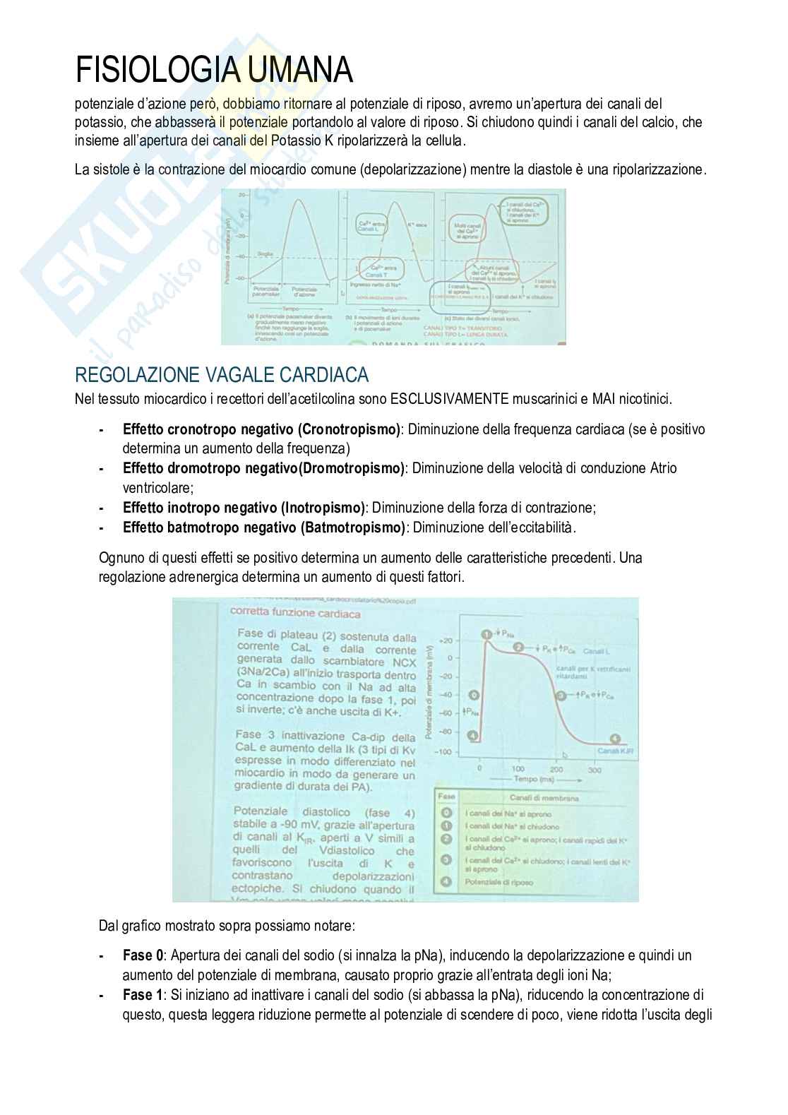 Fisiologia umana Pag. 51