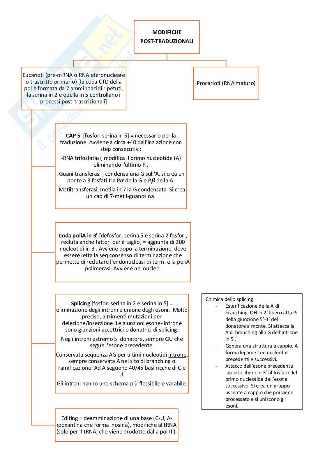 Schema, riassunto biologia molecolare Pag. 11