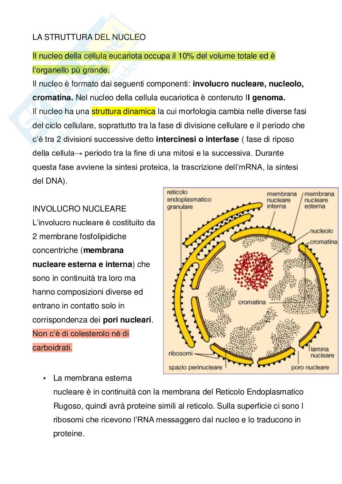 Citologia: il nucleo Pag. 1
