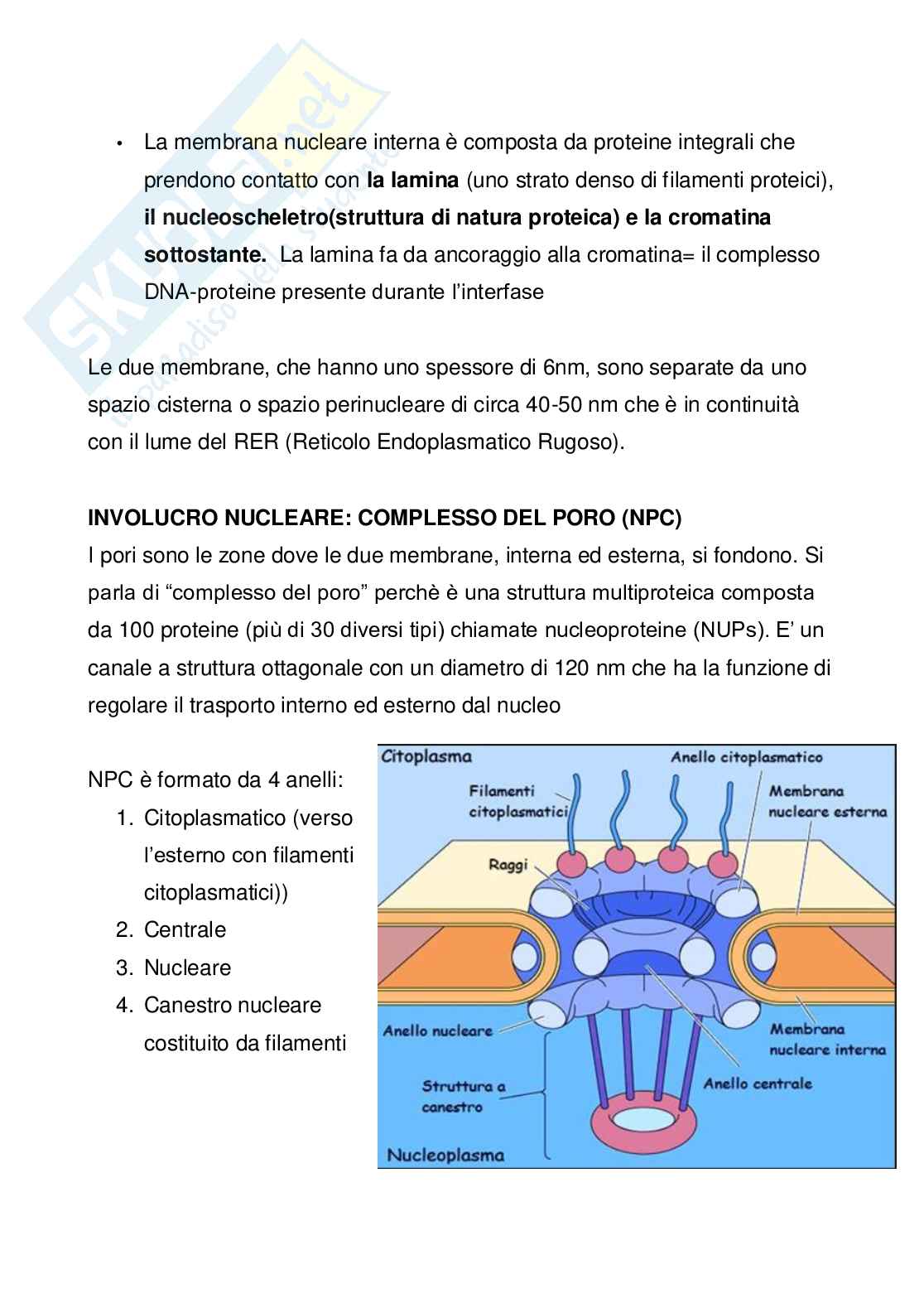 Citologia: il nucleo Pag. 2