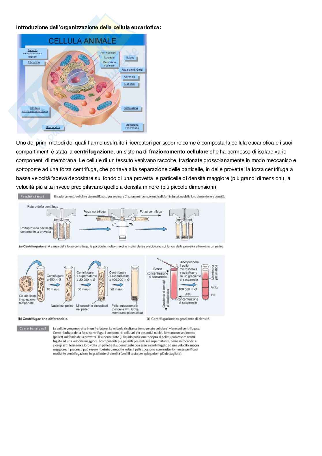 Appunti completi di Biologia Pag. 51