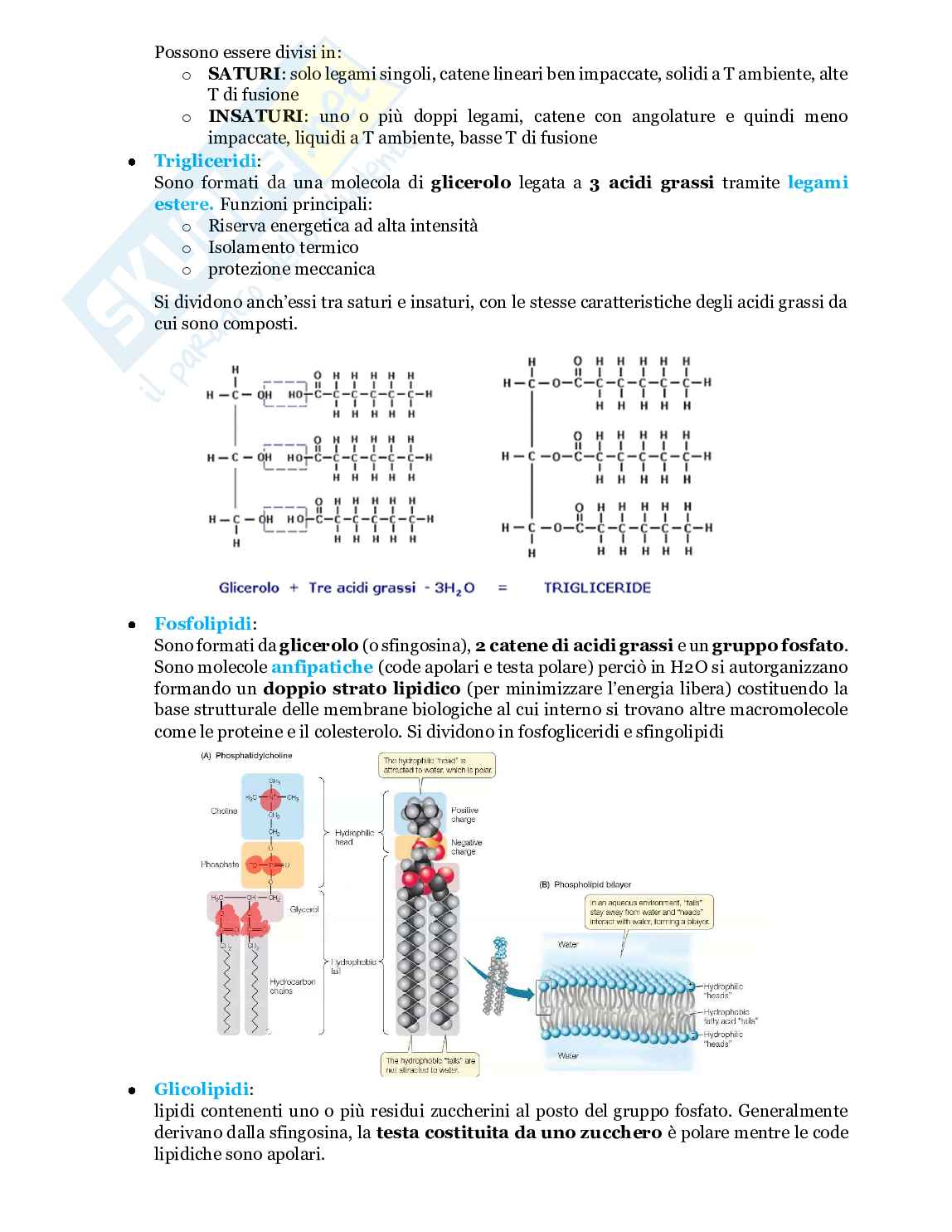 Fondamenti biologia, anatomia e fisiologia - Parte 1 Pag. 16
