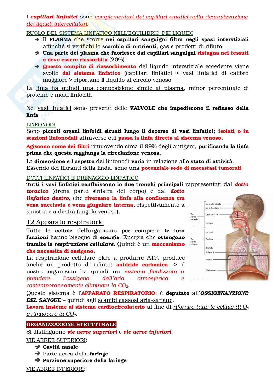 Anatomia: apparato cardiocircolatorio, linfatico e respiratorio + sistema nervoso, parte 1 Pag. 21