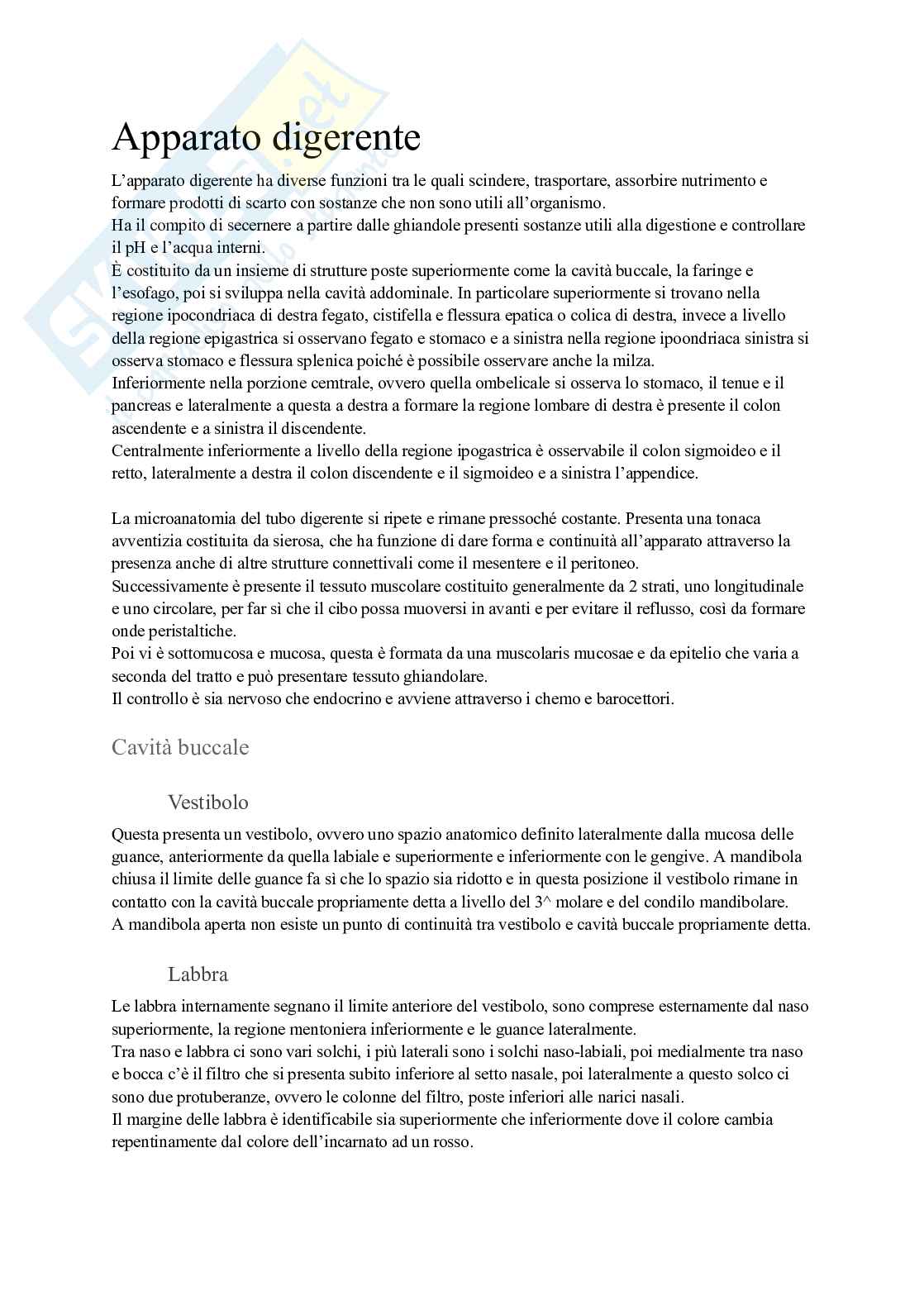 Apparato digerente Pag. 1