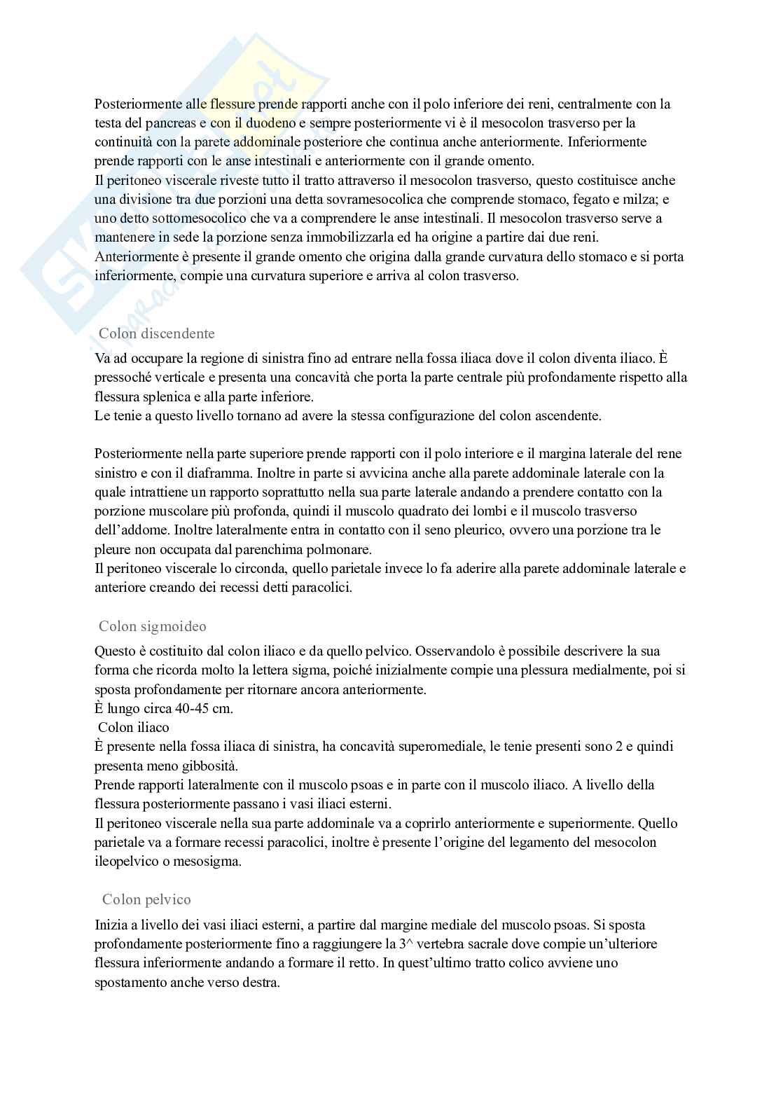 Apparato digerente Pag. 11