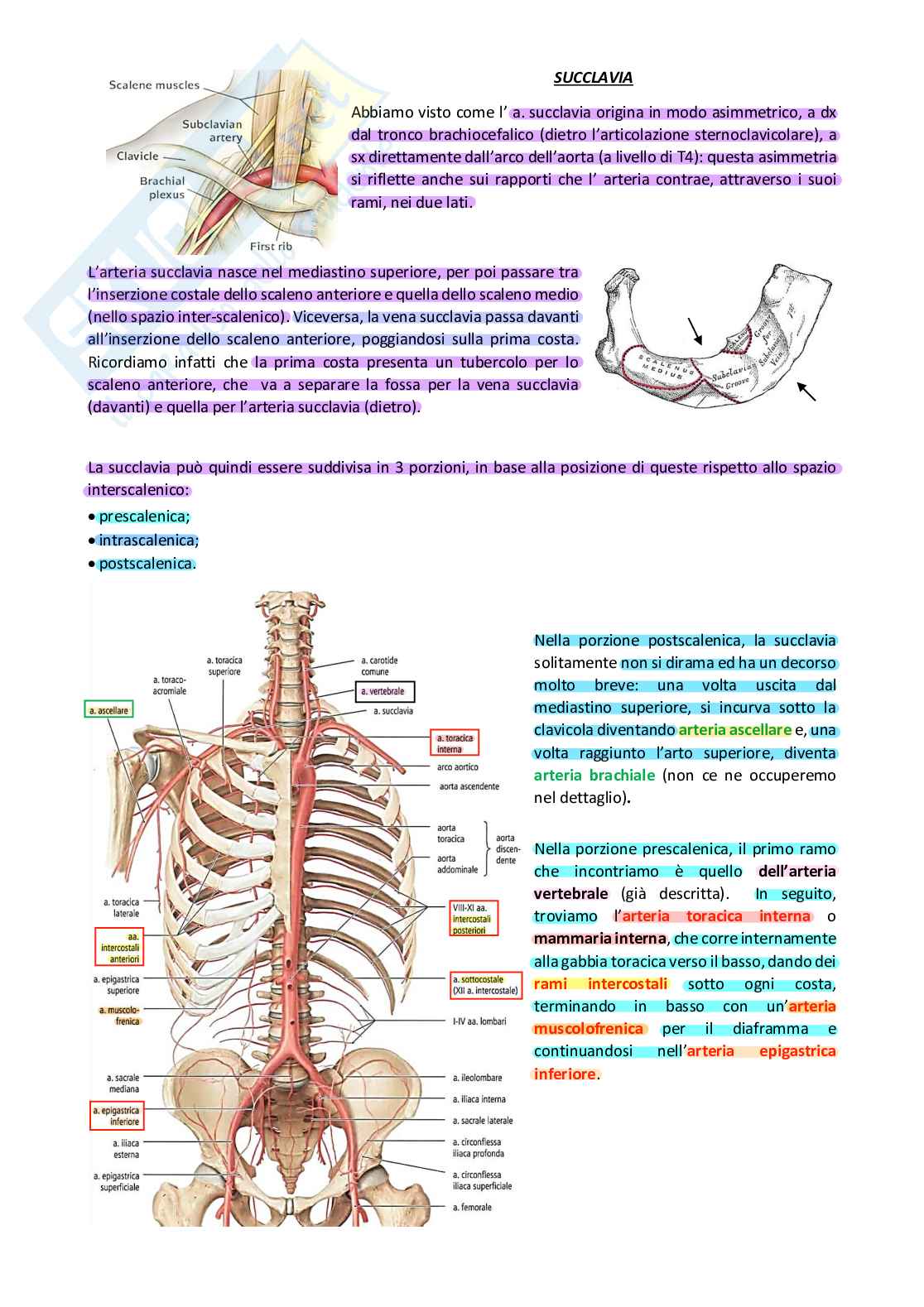 Decorso arteria succlavia e carotide esterna Pag. 1
