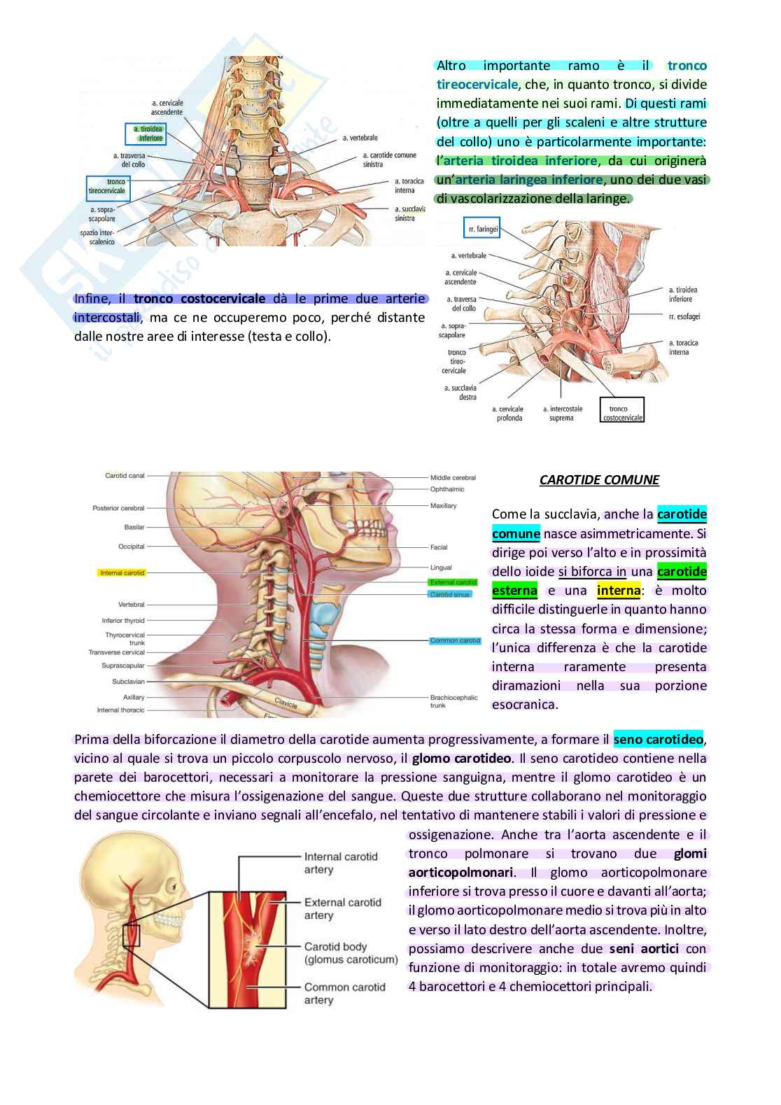 Decorso arteria succlavia e carotide esterna Pag. 2