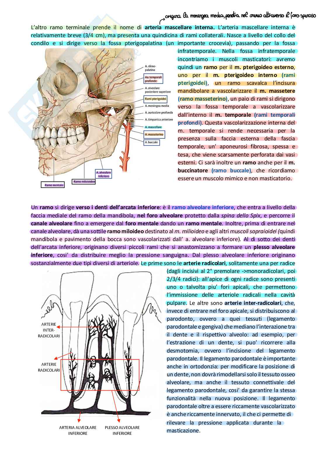 Decorso arteria succlavia e carotide esterna Pag. 6