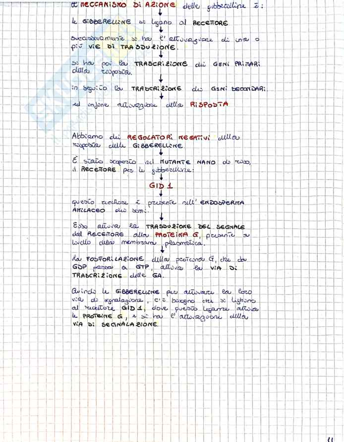 Gibberelline Pag. 11
