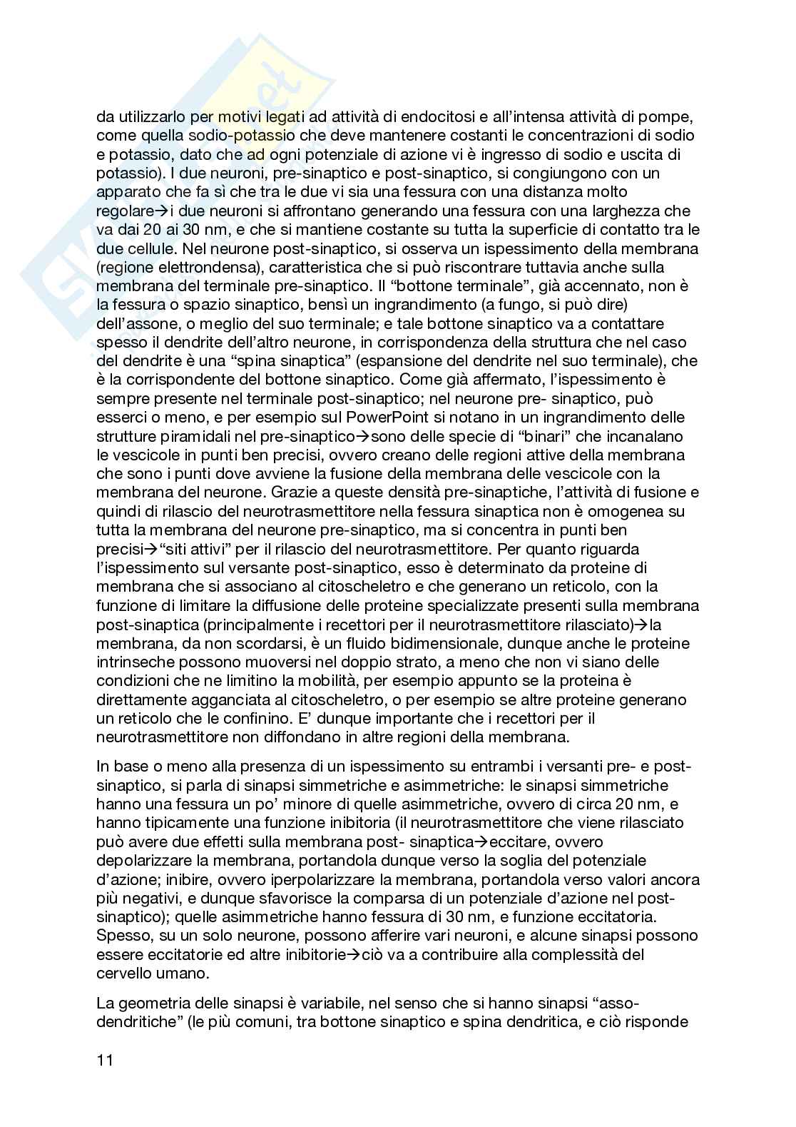 Sistema nervoso Pag. 11