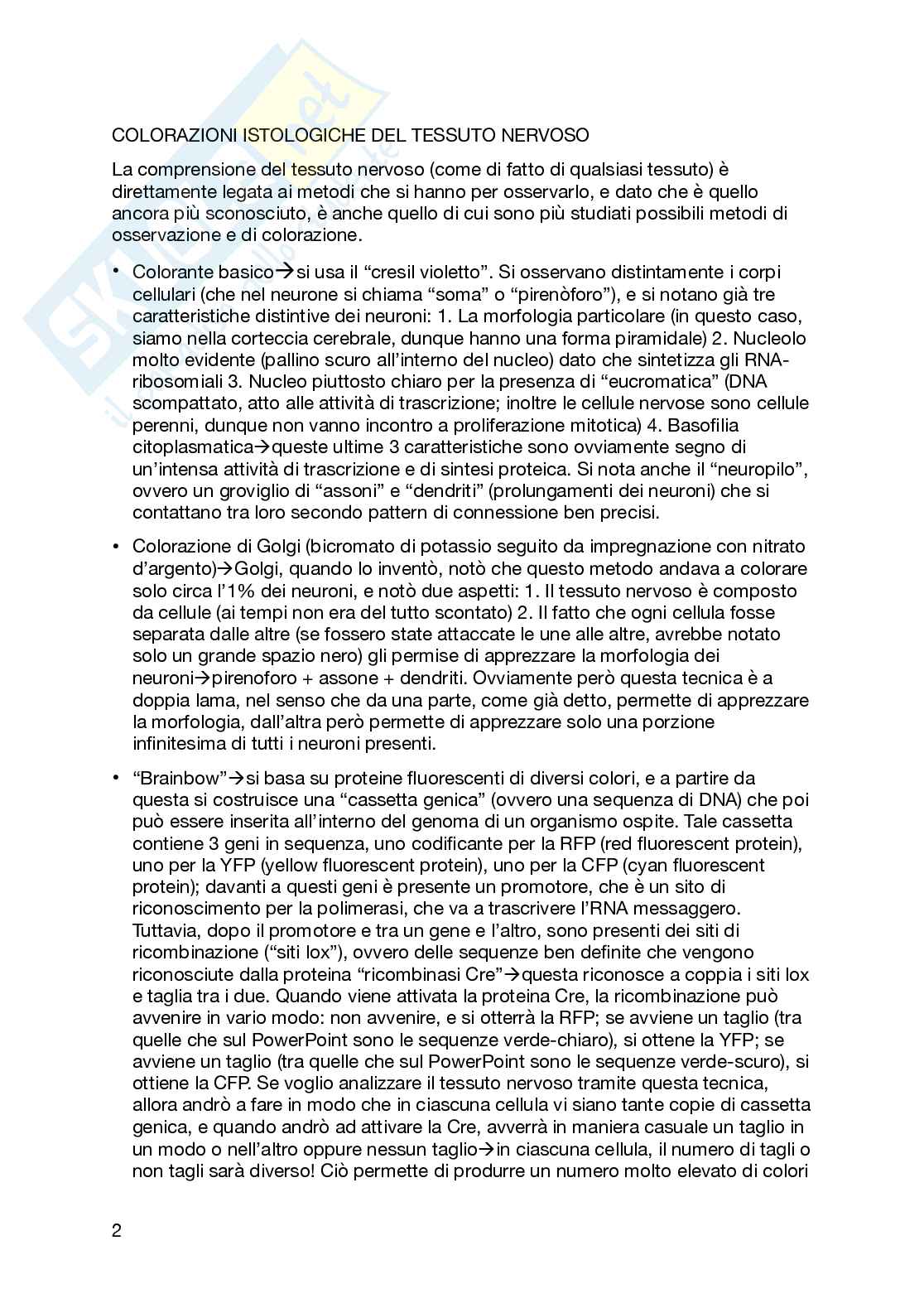 Sistema nervoso Pag. 2