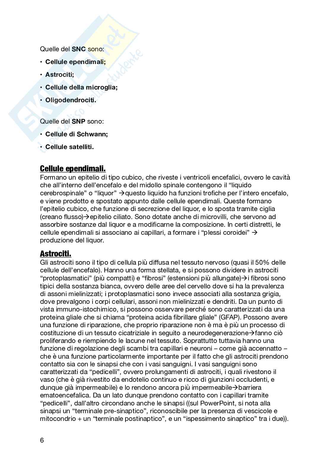 Sistema nervoso Pag. 6