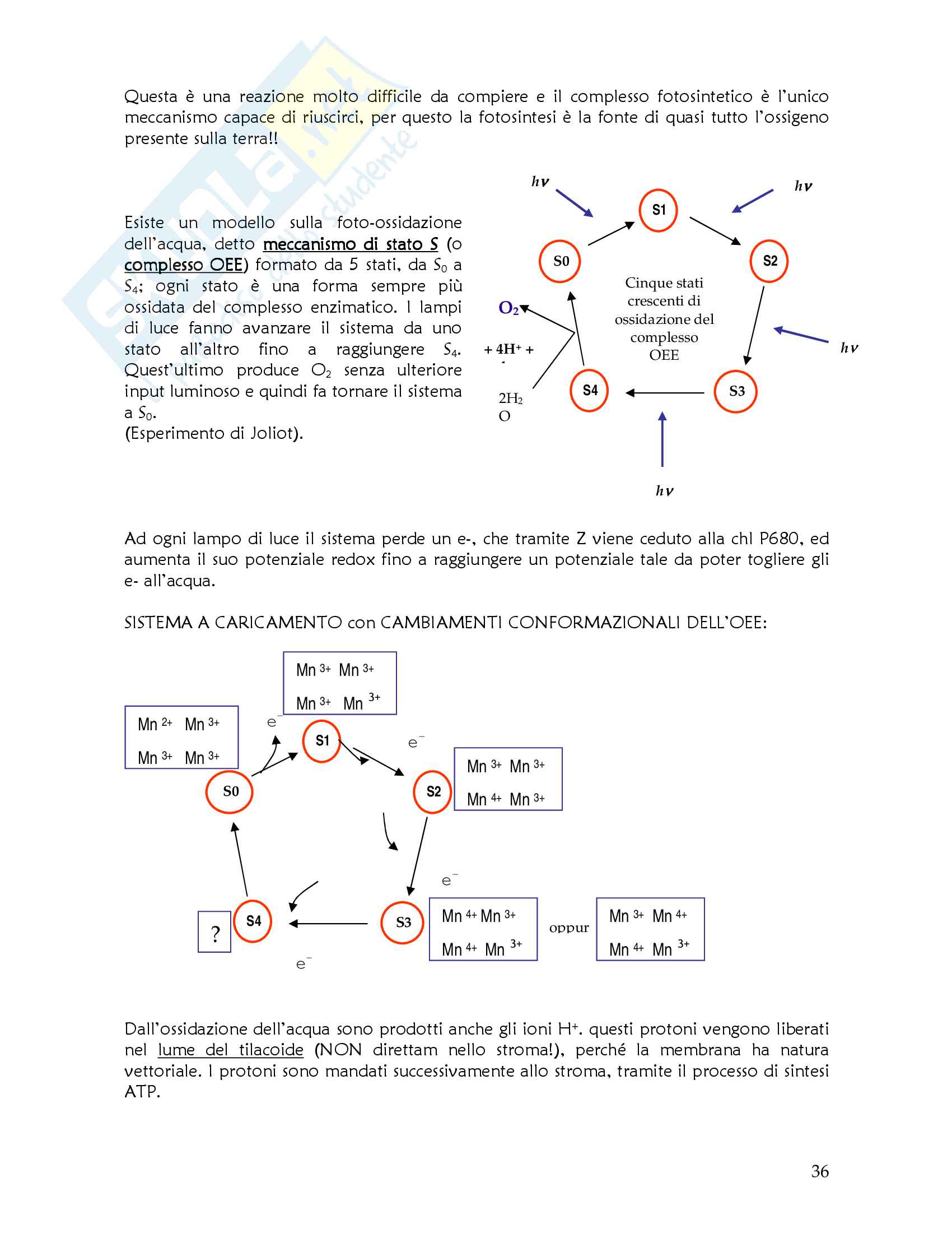 Appunti di Fisiologia Vegetale (prof.ssa Gonnelli) Pag. 36