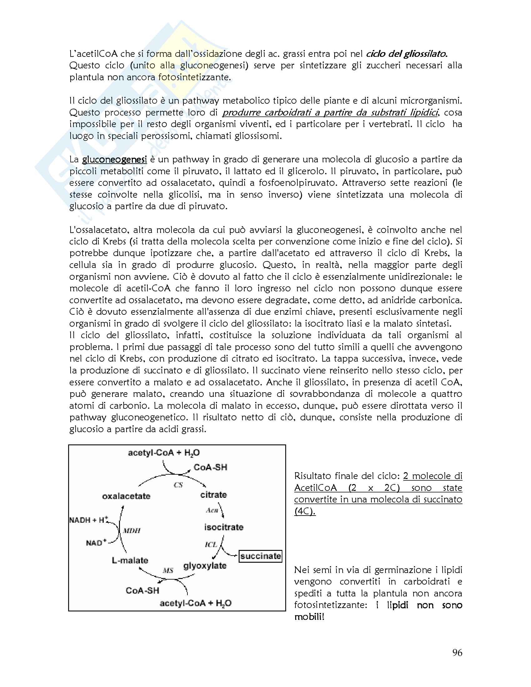 Appunti di Fisiologia Vegetale (prof.ssa Gonnelli) Pag. 96