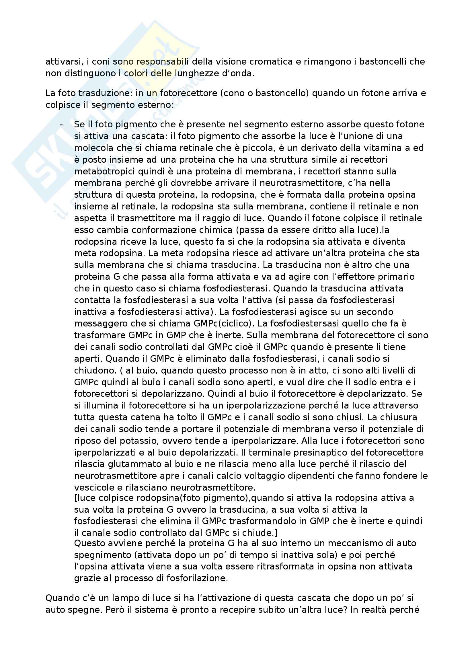 Fondamenti anatomo-fisiologici dell'attività psichica - sistema visivo dettagliato Pag. 6