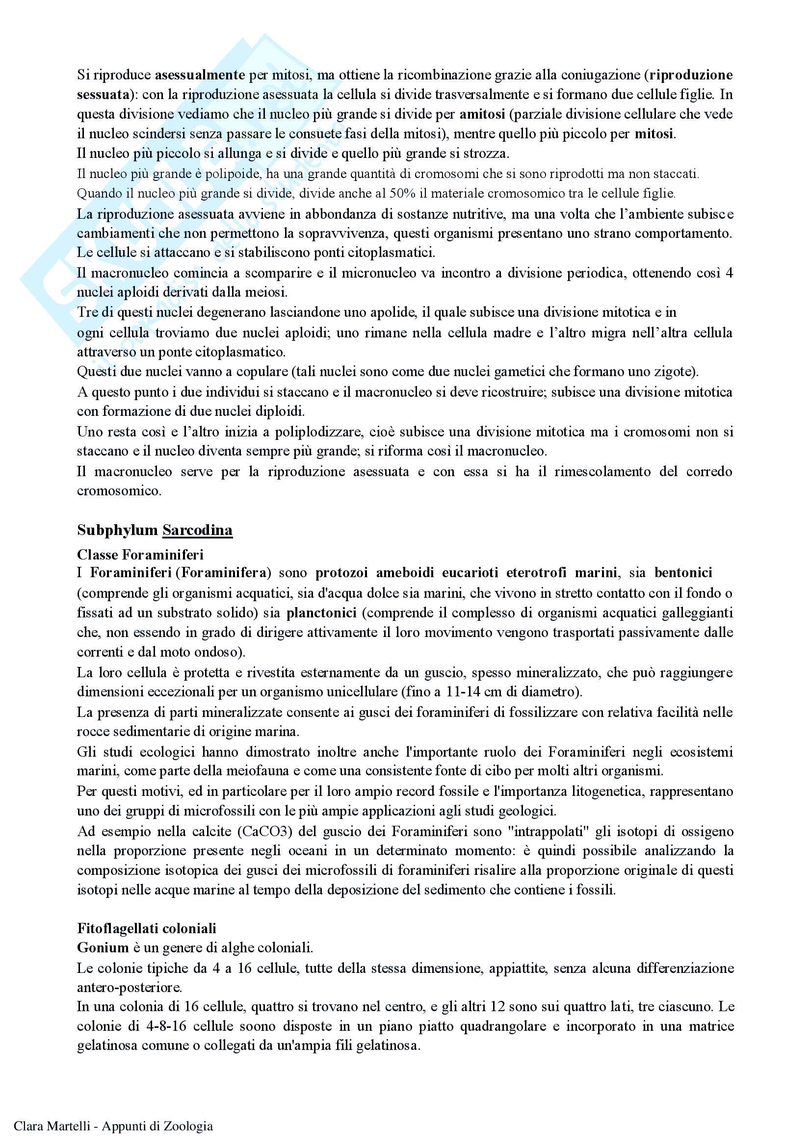 Appunti di Zoologia (prof. Turillazzi, prof.Baracchi, prof.ssa Scapini) Pag. 26