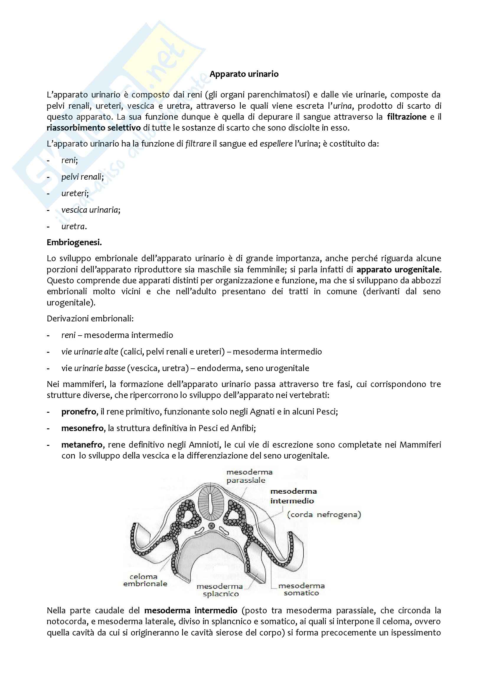 Apparato urinario, Anatomia con elementi di istologia Pag. 1