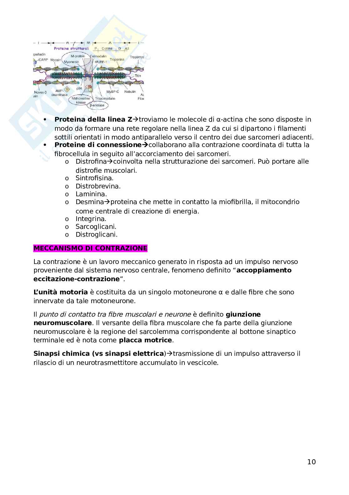 Biochimica dell'esercizio fisico Pag. 11