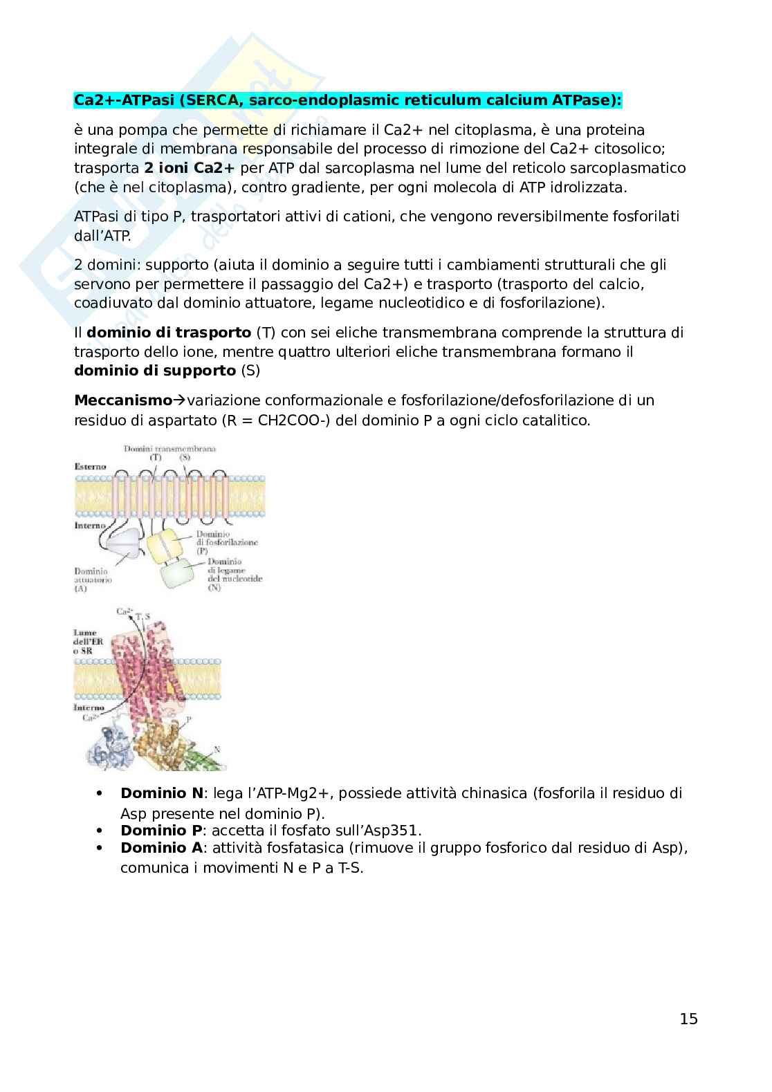 Biochimica dell'esercizio fisico Pag. 16