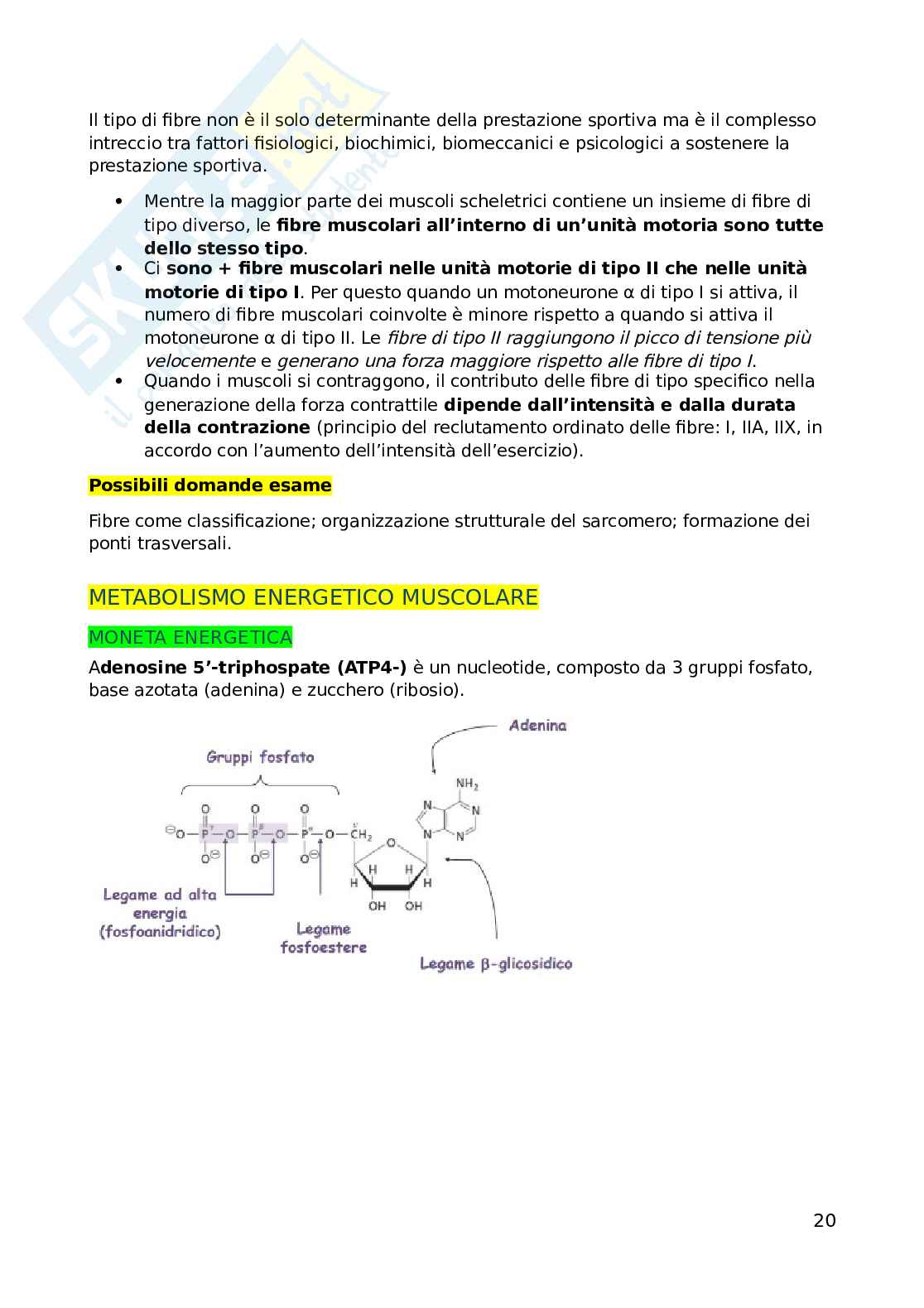 Biochimica dell'esercizio fisico Pag. 21