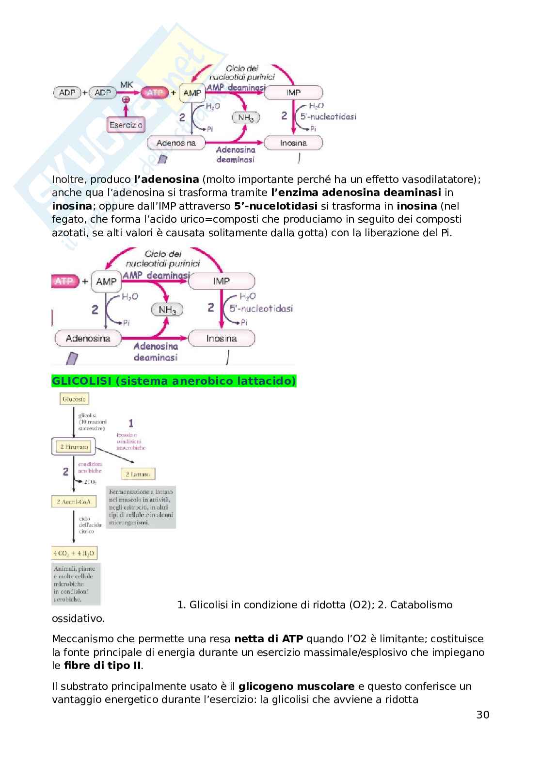 Biochimica dell'esercizio fisico Pag. 31