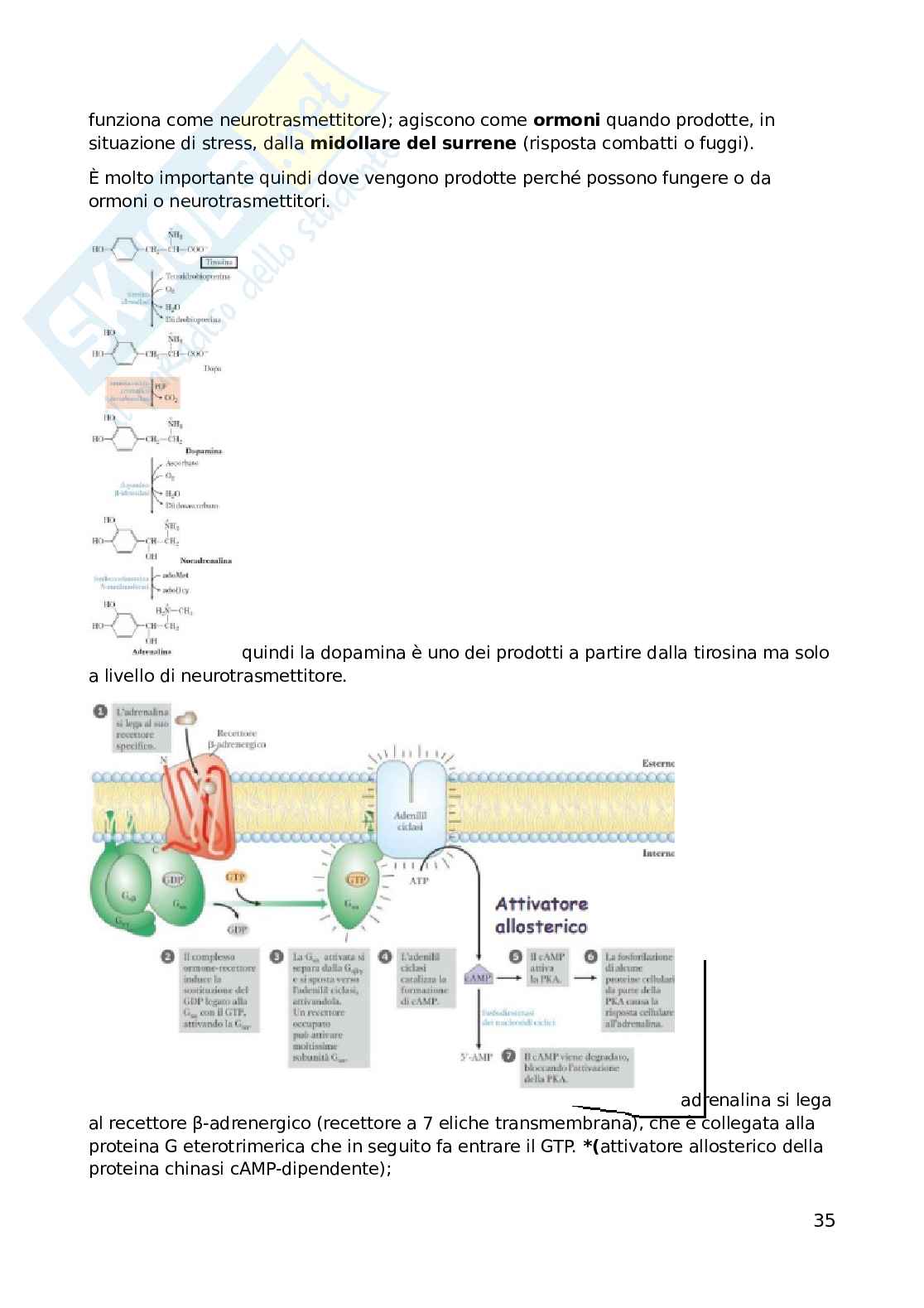 Biochimica dell'esercizio fisico Pag. 36