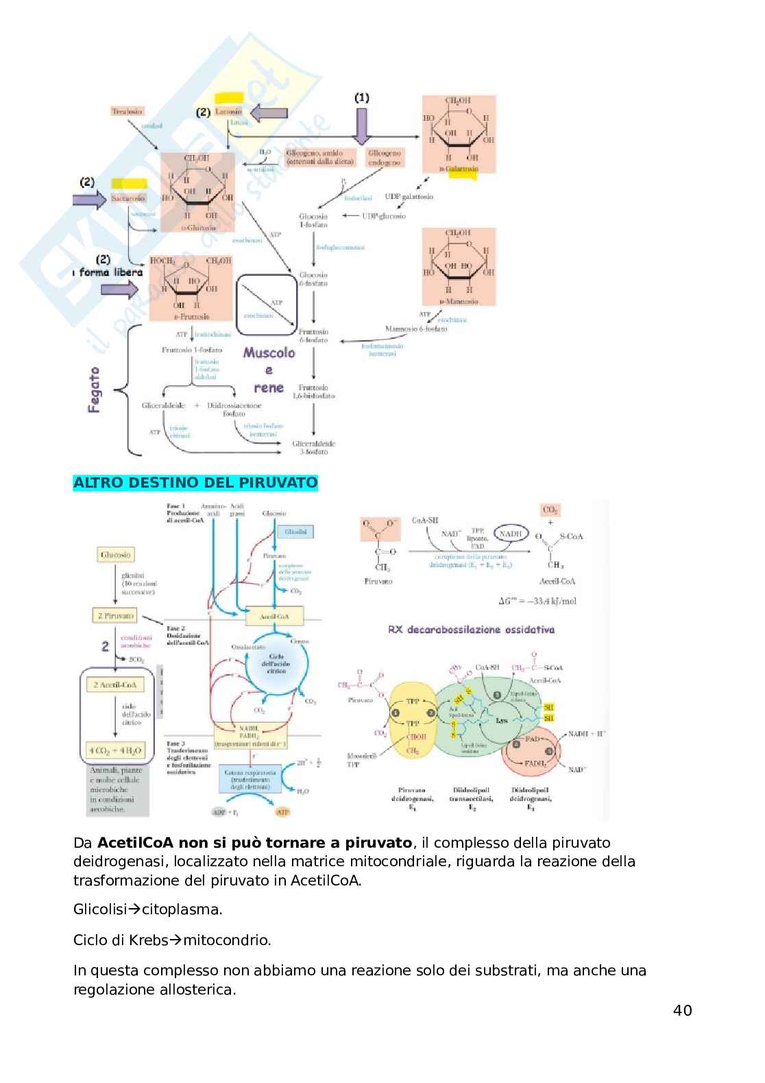 Biochimica dell'esercizio fisico Pag. 41