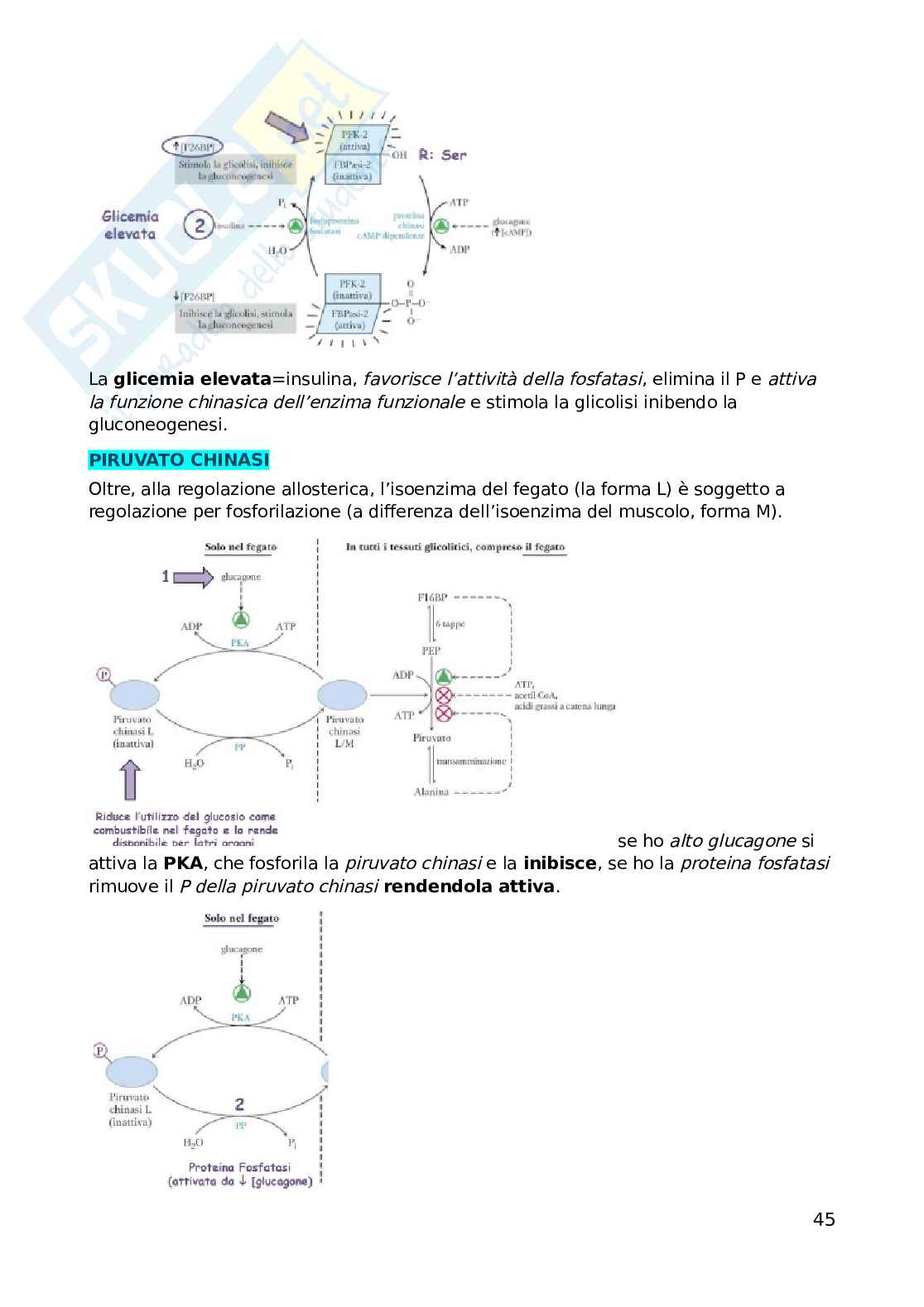 Biochimica dell'esercizio fisico Pag. 46
