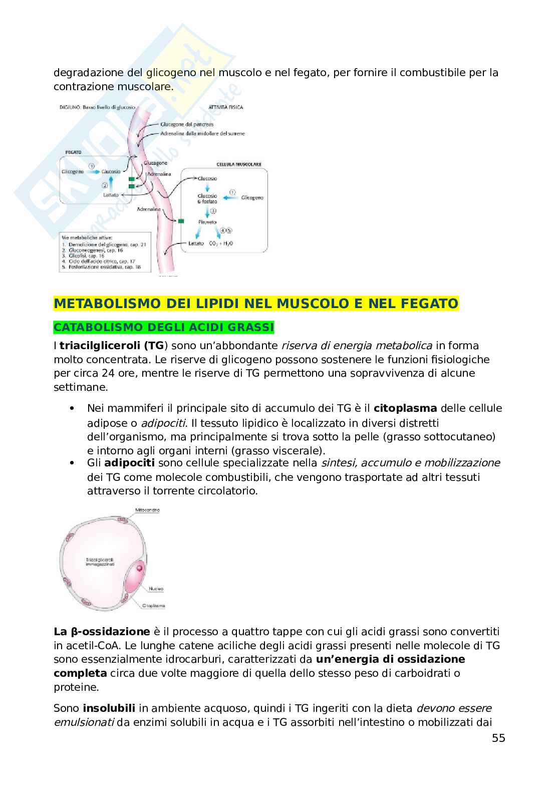 Biochimica dell'esercizio fisico Pag. 56