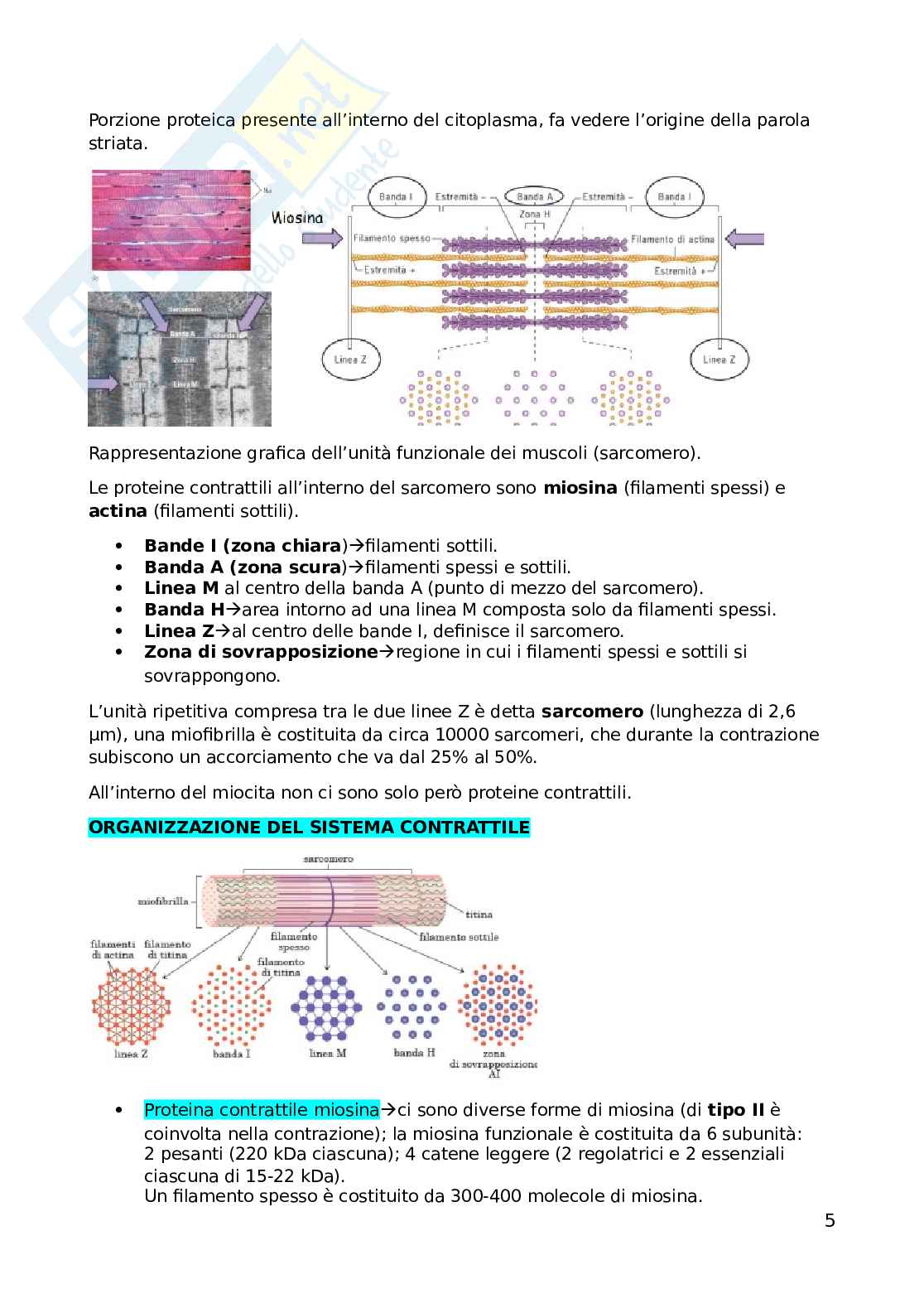 Biochimica dell'esercizio fisico Pag. 6