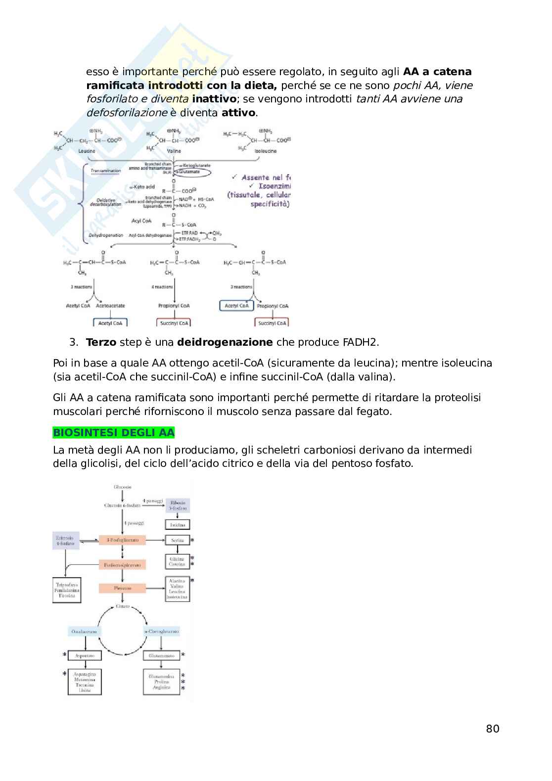 Biochimica dell'esercizio fisico Pag. 81