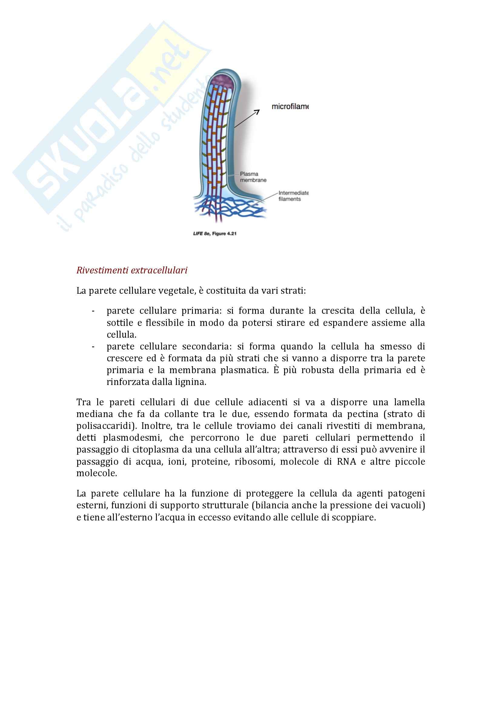 Cellula, Biologia Pag. 11