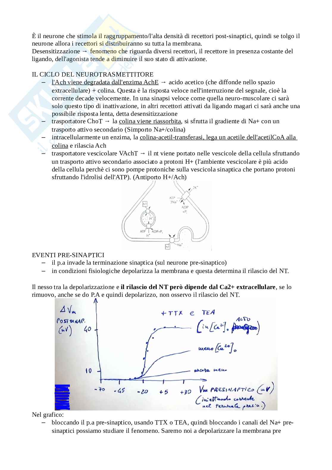 Fisiologia generale Pag. 36