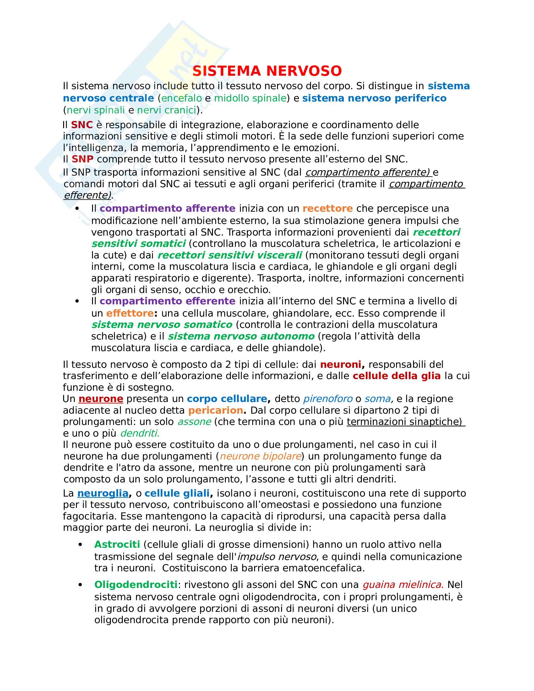 sistema nervoso Pag. 1