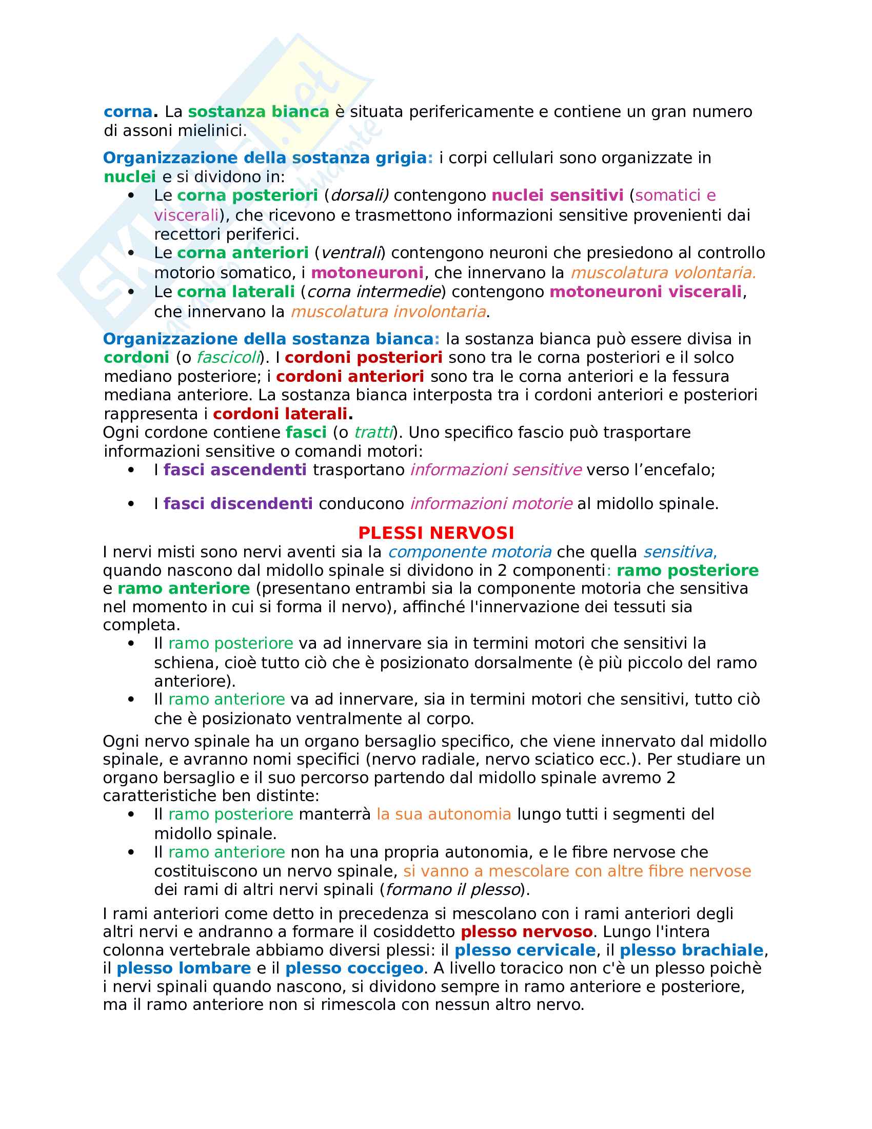 sistema nervoso Pag. 6