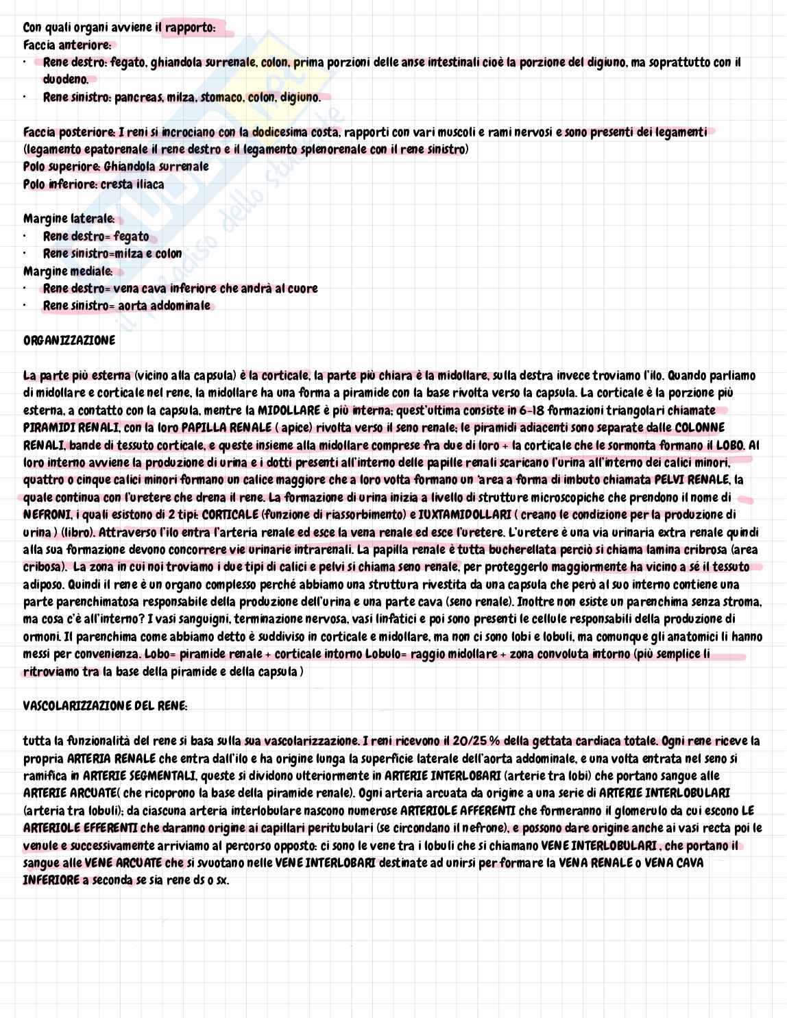 Appunti di Anatomia e istologia sull’apparato urinario  Pag. 2