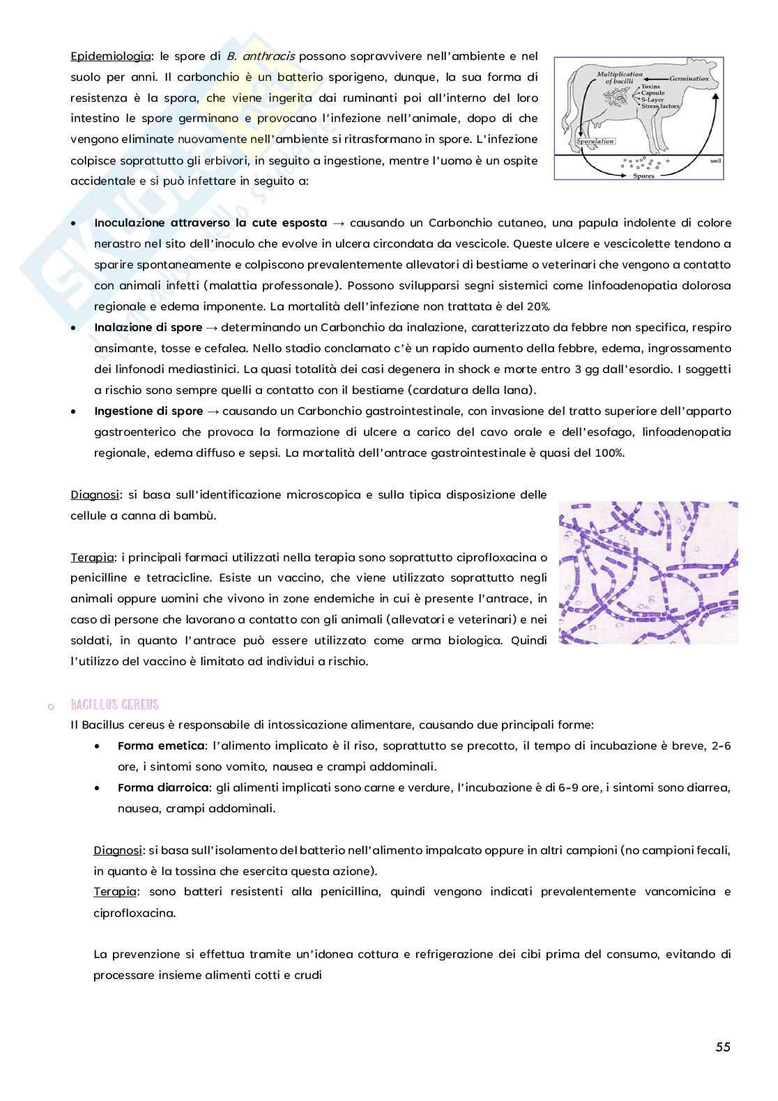 Microbiologia - batteri Pag. 6