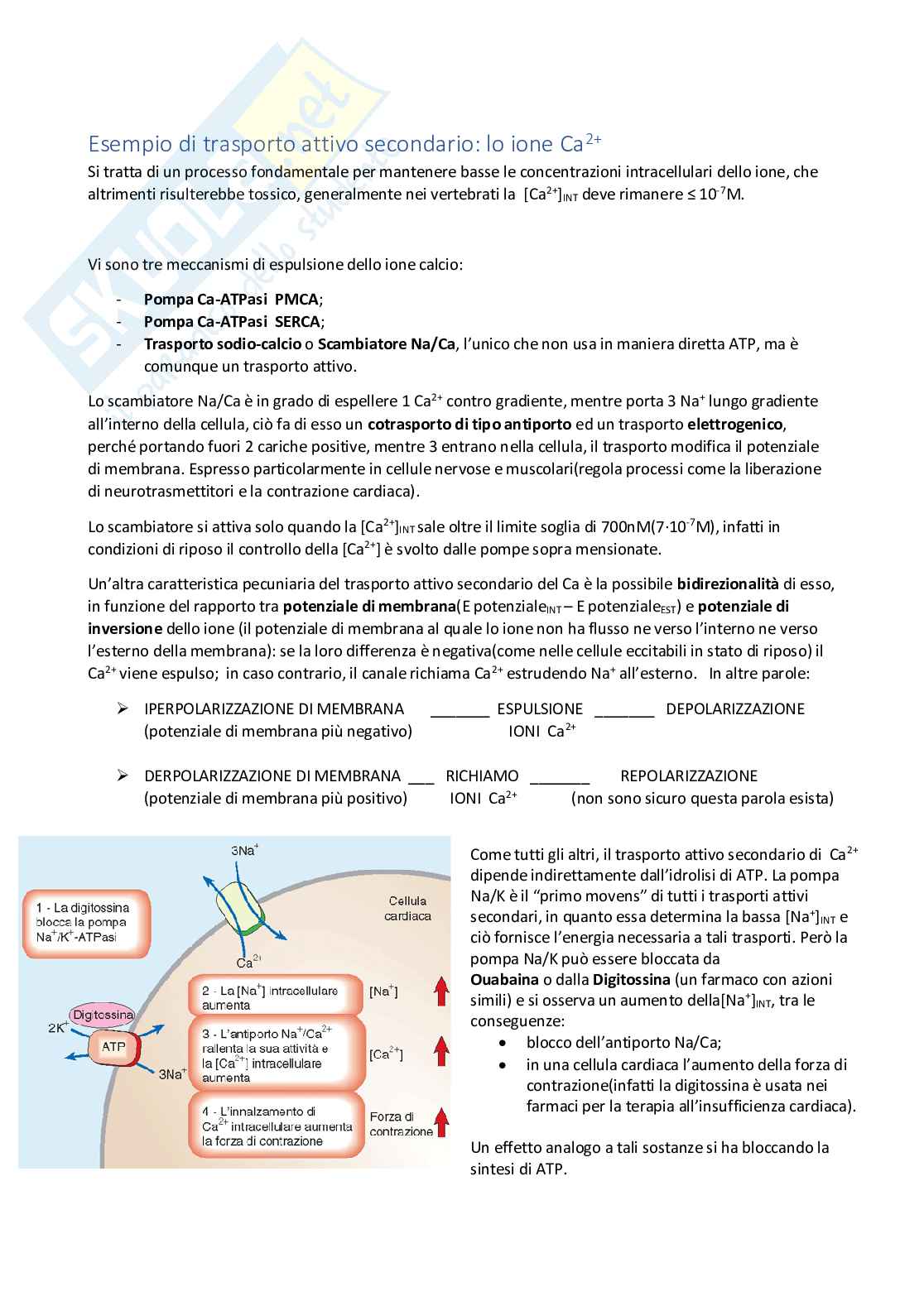 Lezione 7 Fisiologia generale   Pag. 1