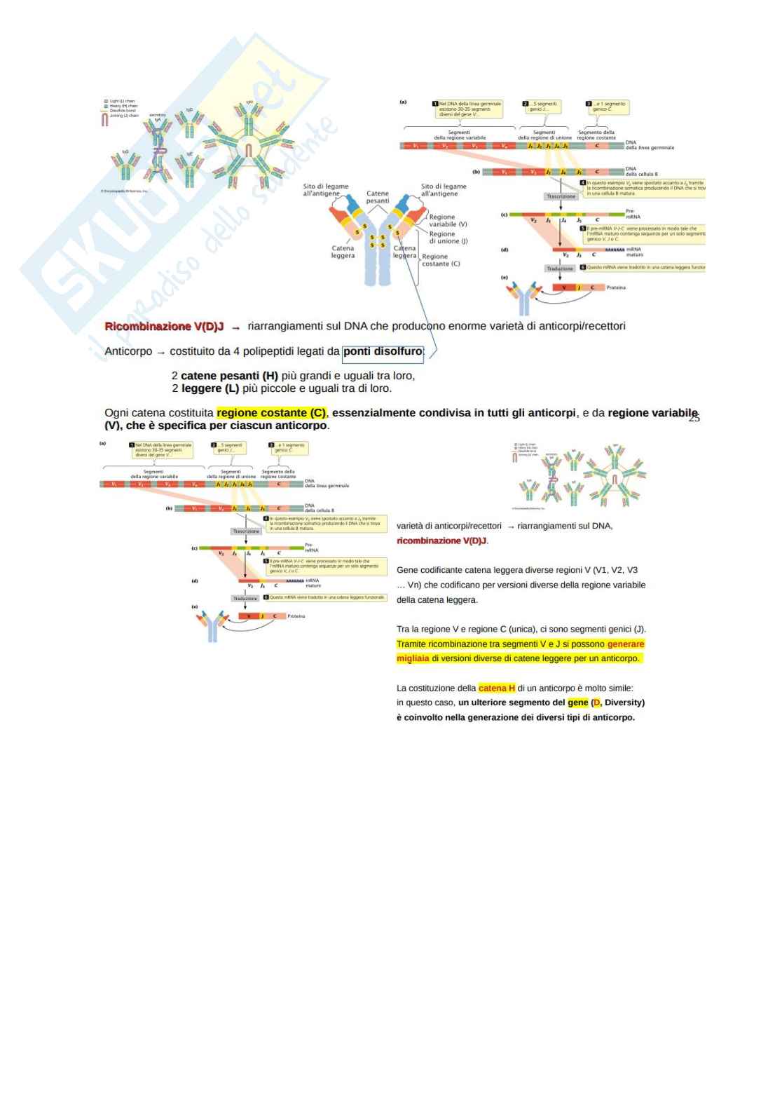 Biologia molecolare  Pag. 26