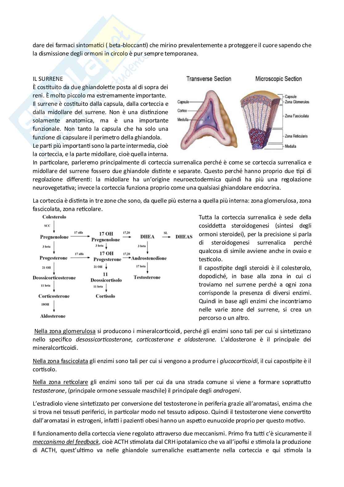 Endocrinologia  Pag. 31