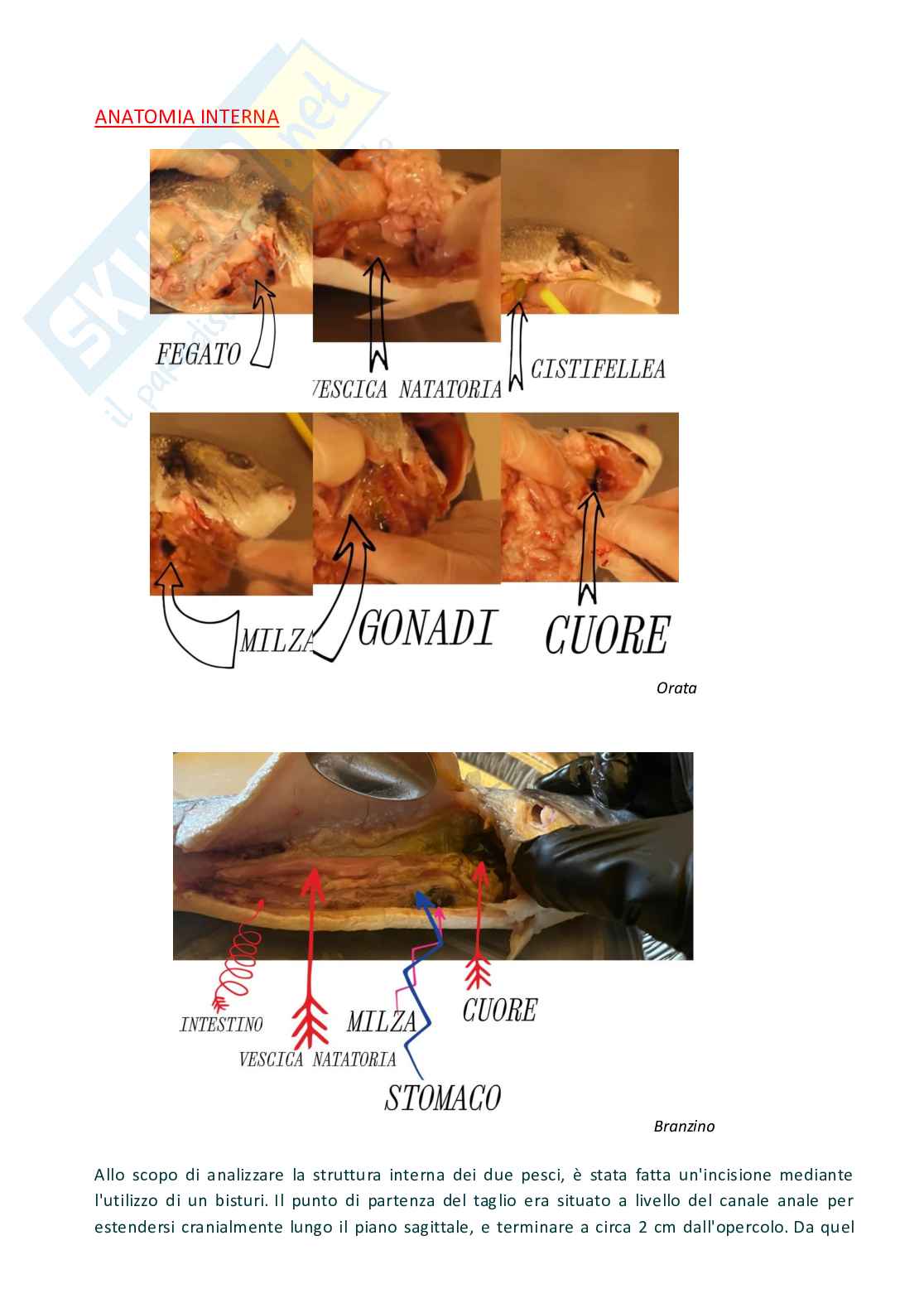 Relazione di laboratorio di Anatomia comparata e citologia  Pag. 11