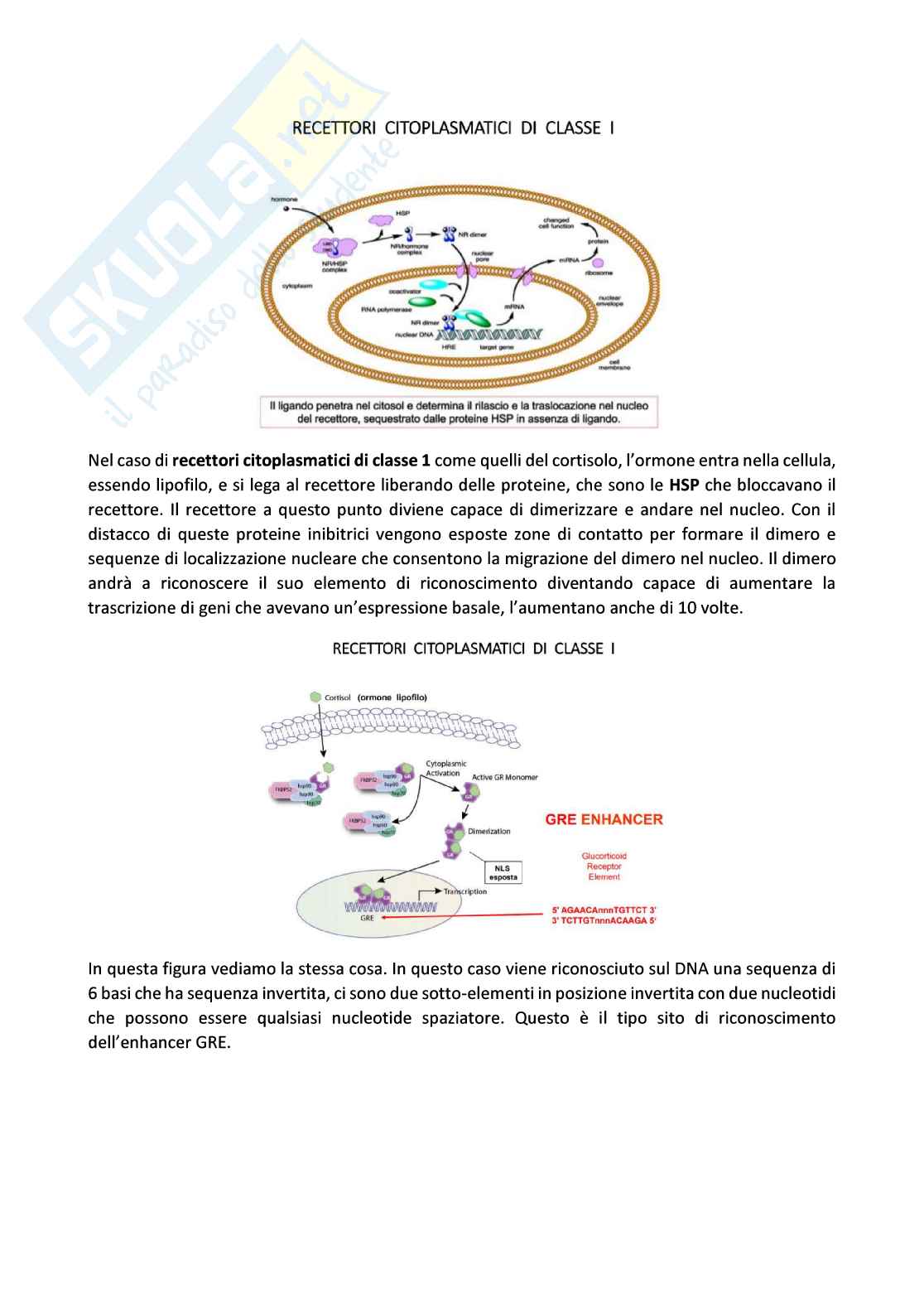 Biologia molecolare Pag. 36