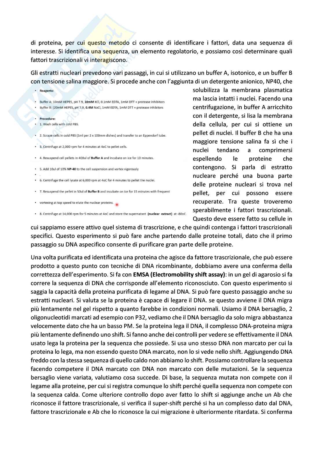 Biologia molecolare Pag. 41