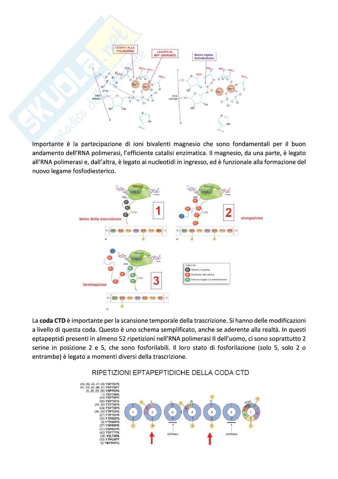 Biologia molecolare Pag. 6