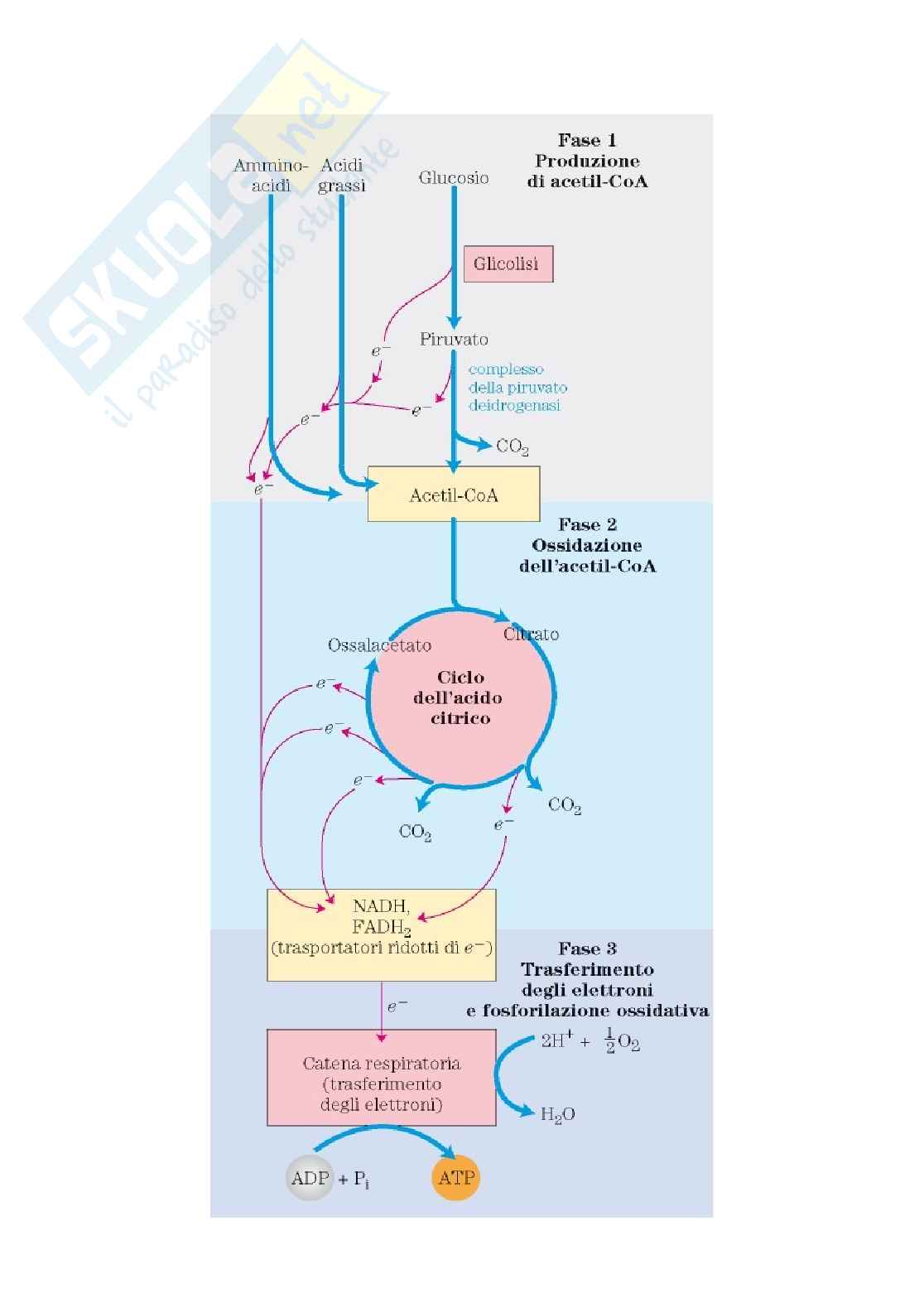 Biochimica Pag. 2